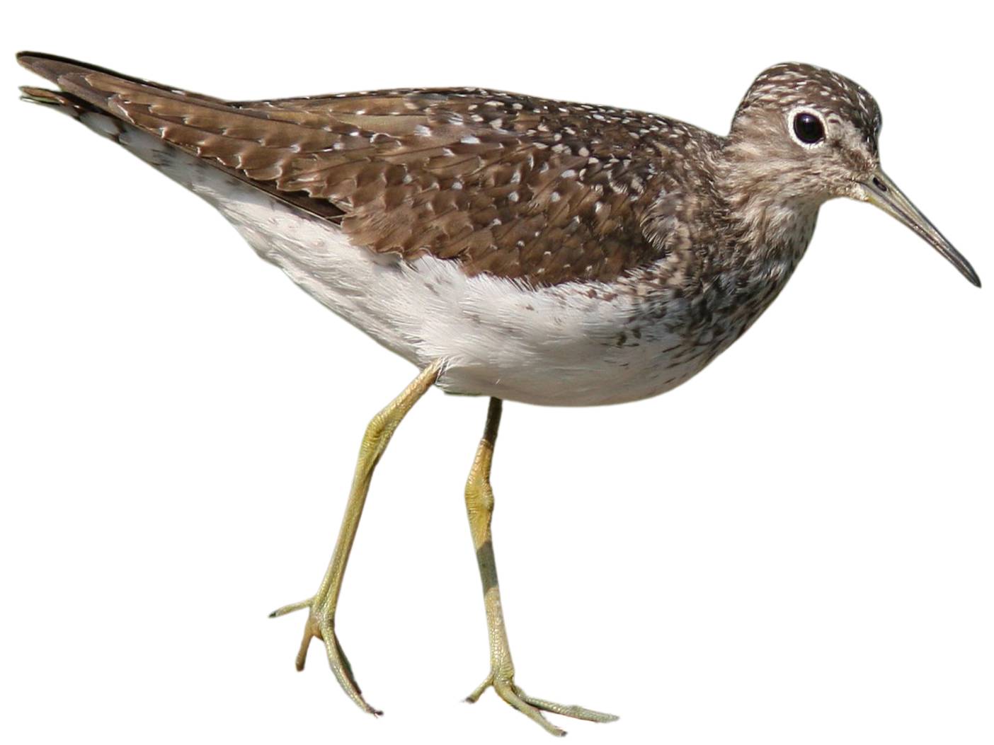 A photo of a Solitary Sandpiper (Tringa solitaria)