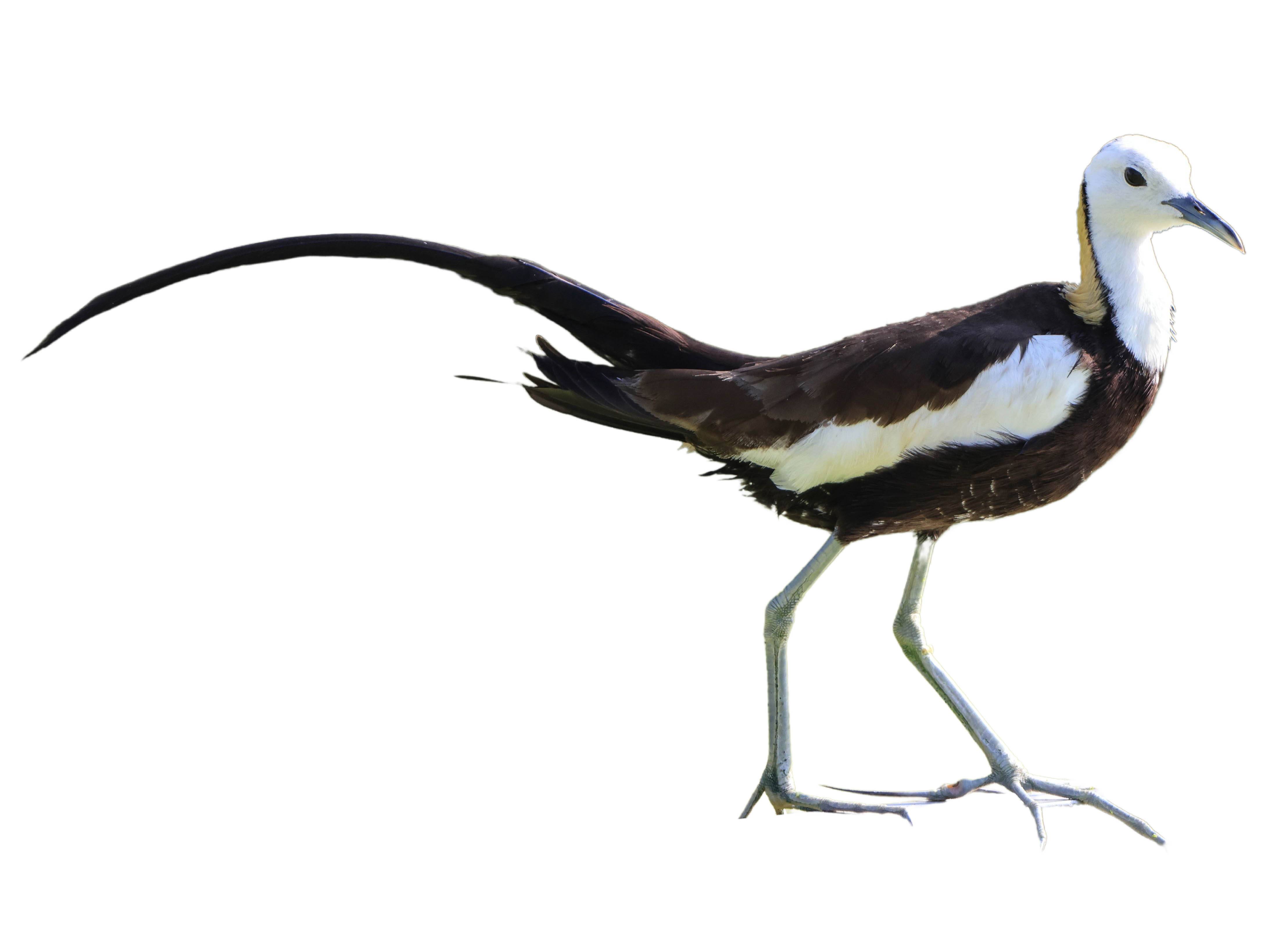 A photo of a Pheasant-tailed Jacana (Hydrophasianus chirurgus)