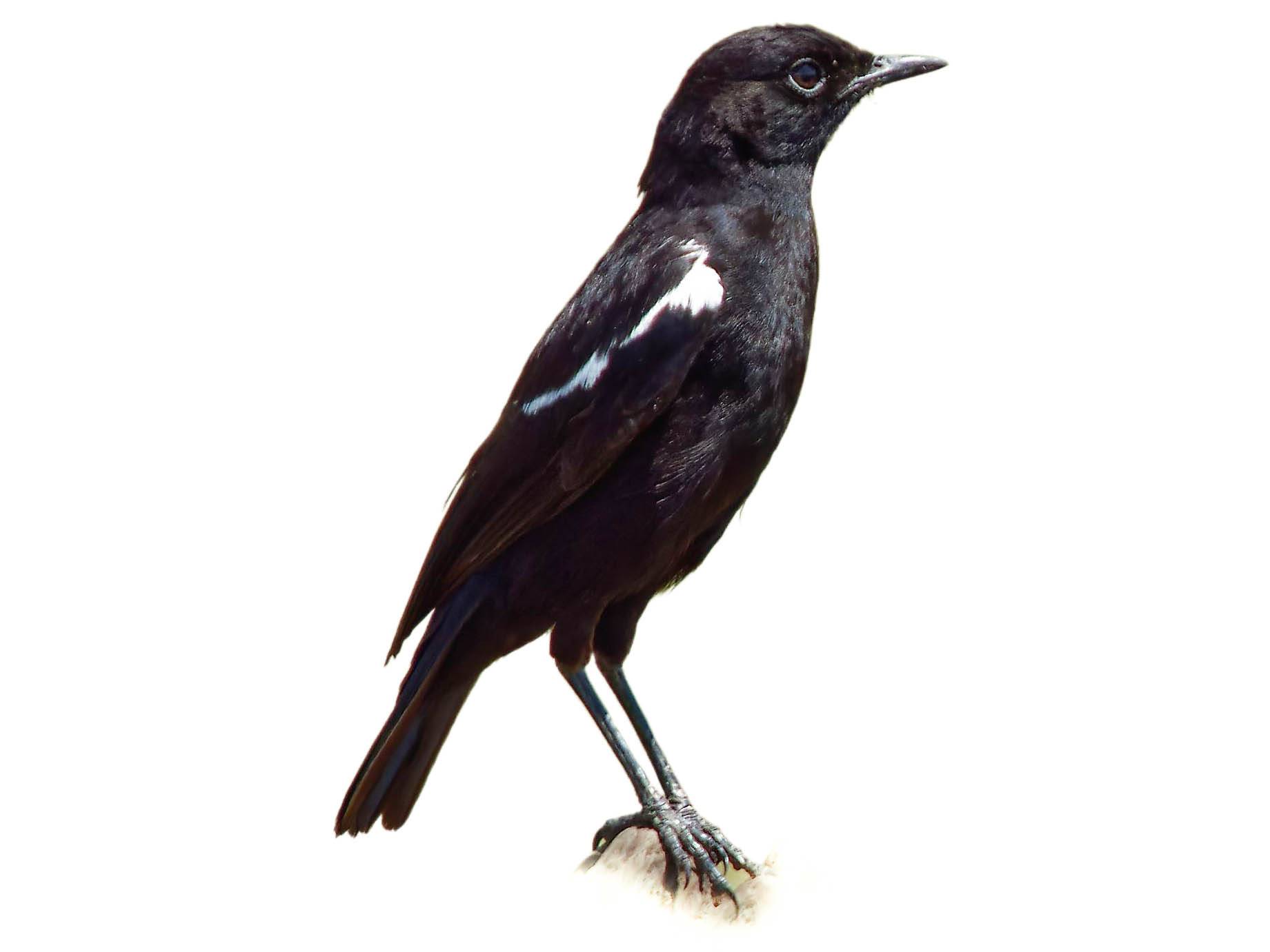 A photo of a Sooty Chat (Myrmecocichla nigra), male