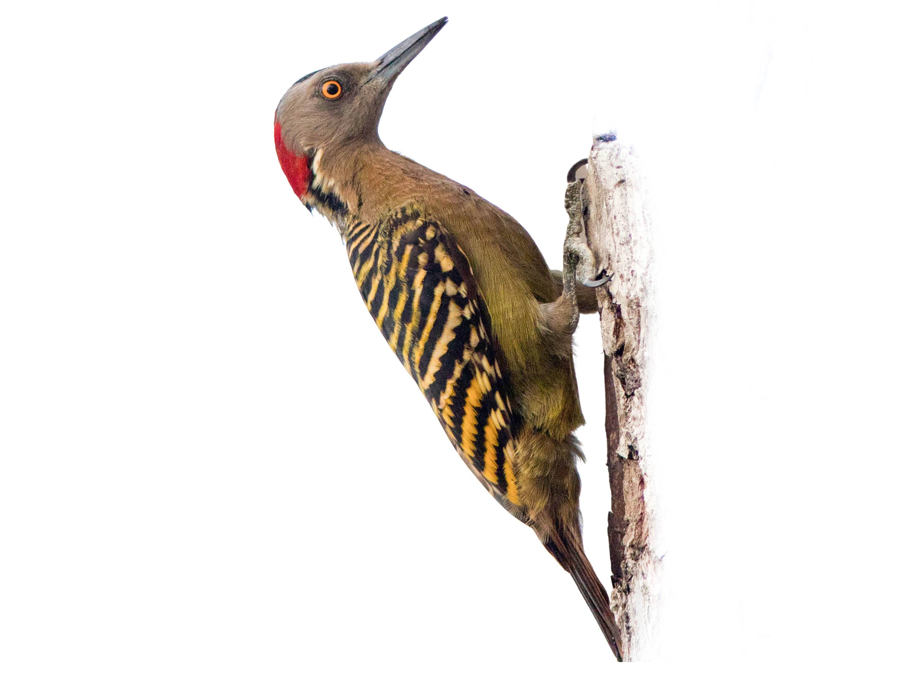 A photo of a Hispaniolan Woodpecker (Melanerpes striatus)