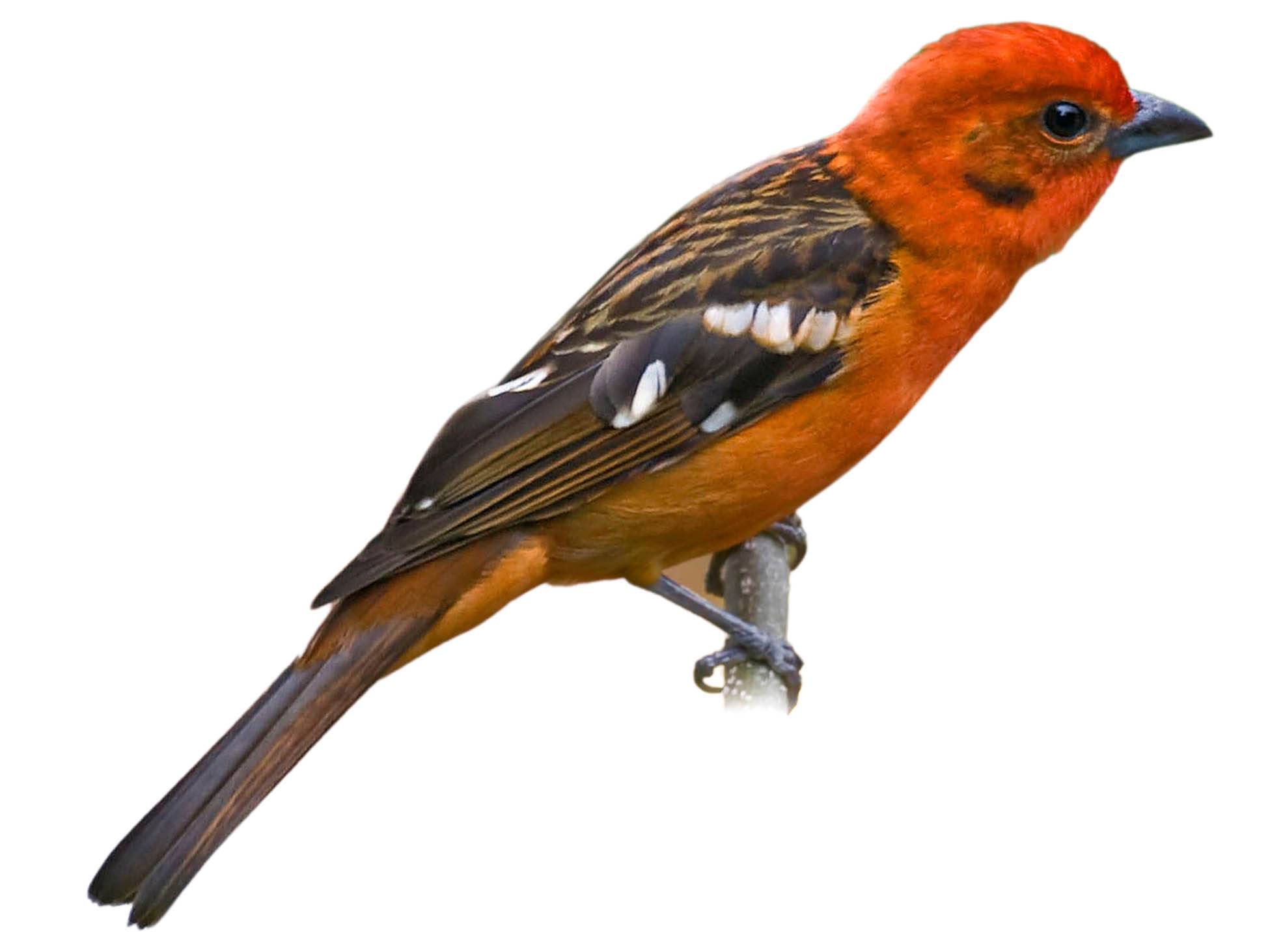 A photo of a Flame-colored Tanager (Piranga bidentata), male