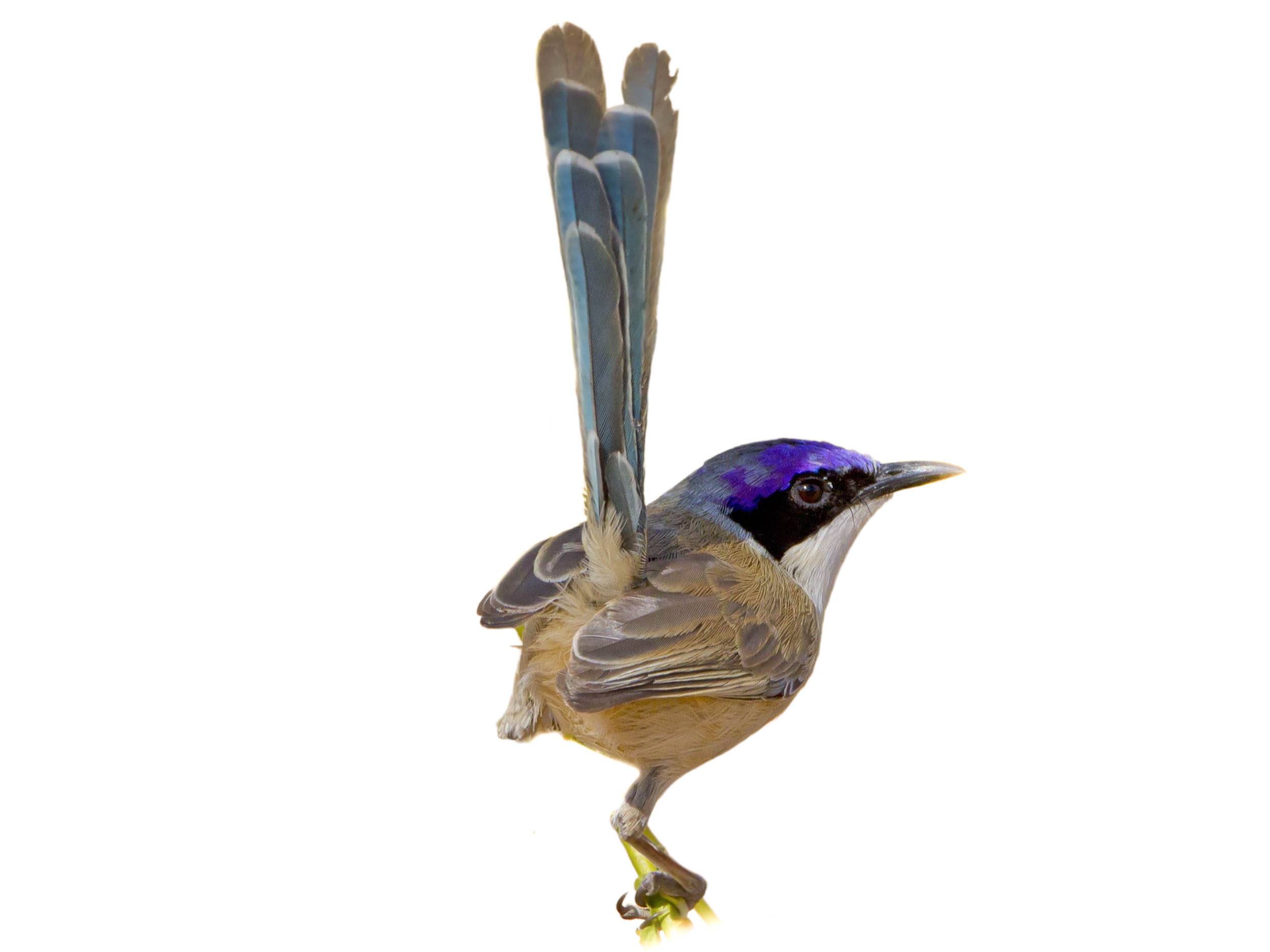 A photo of a Purple-crowned Fairywren (Malurus coronatus), male