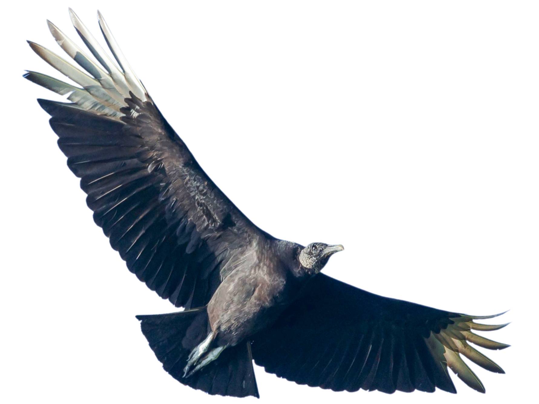 A photo of a Black Vulture (Coragyps atratus)