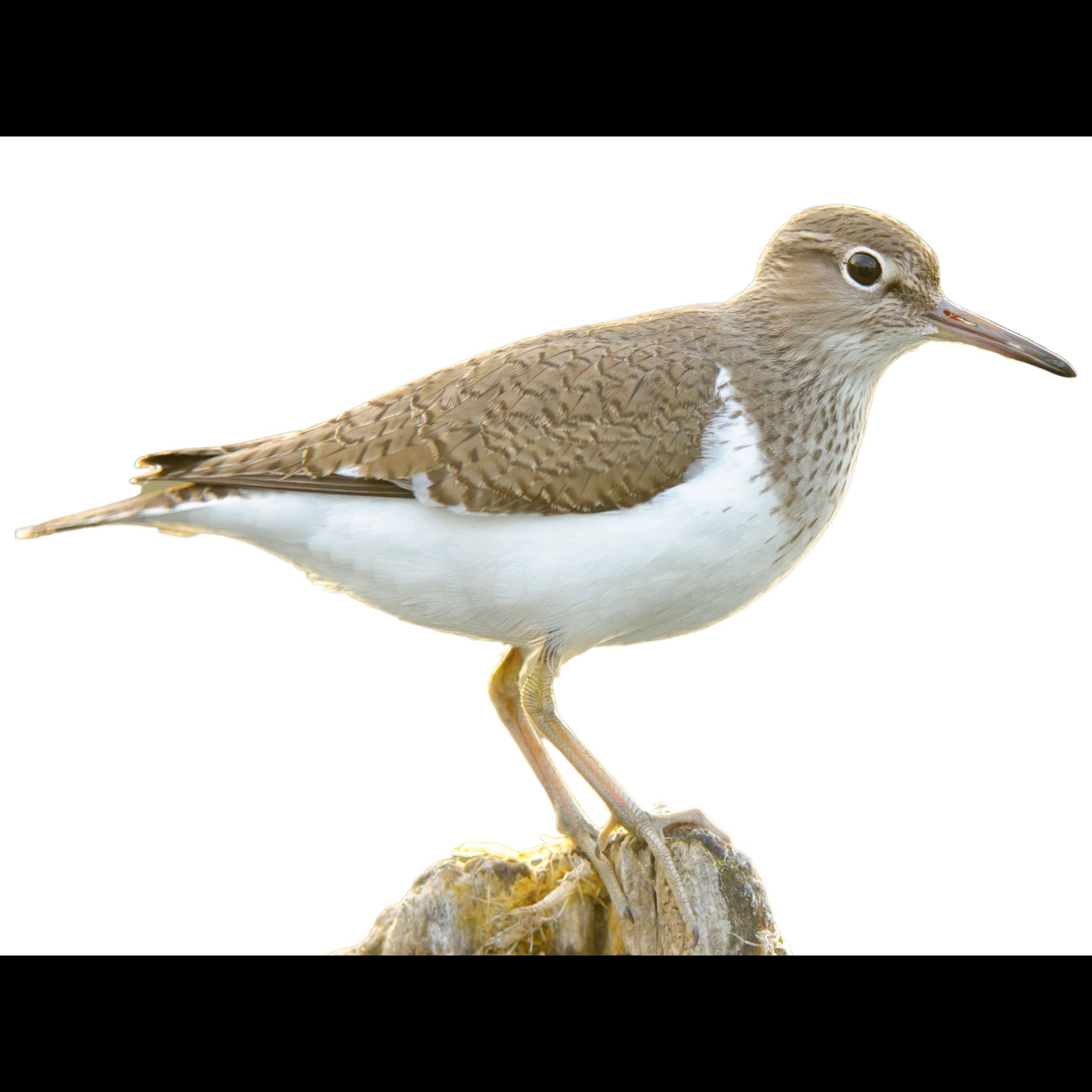 Common Sandpiper (Actitis hypoleucos) identification - Birda