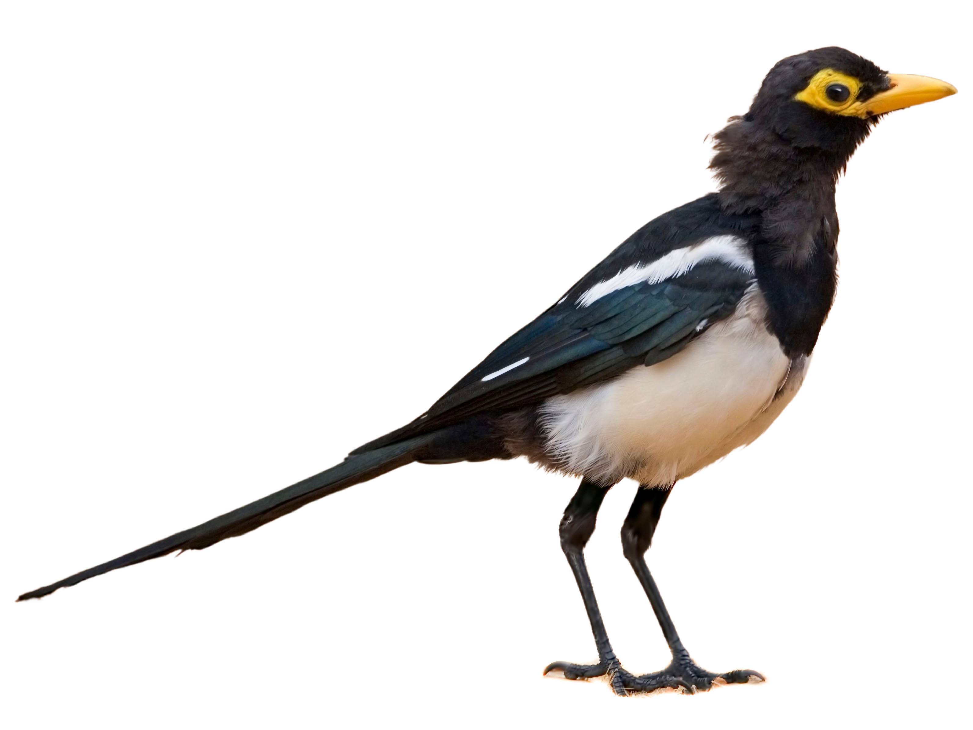 A photo of a Yellow-billed Magpie (Pica nuttalli)