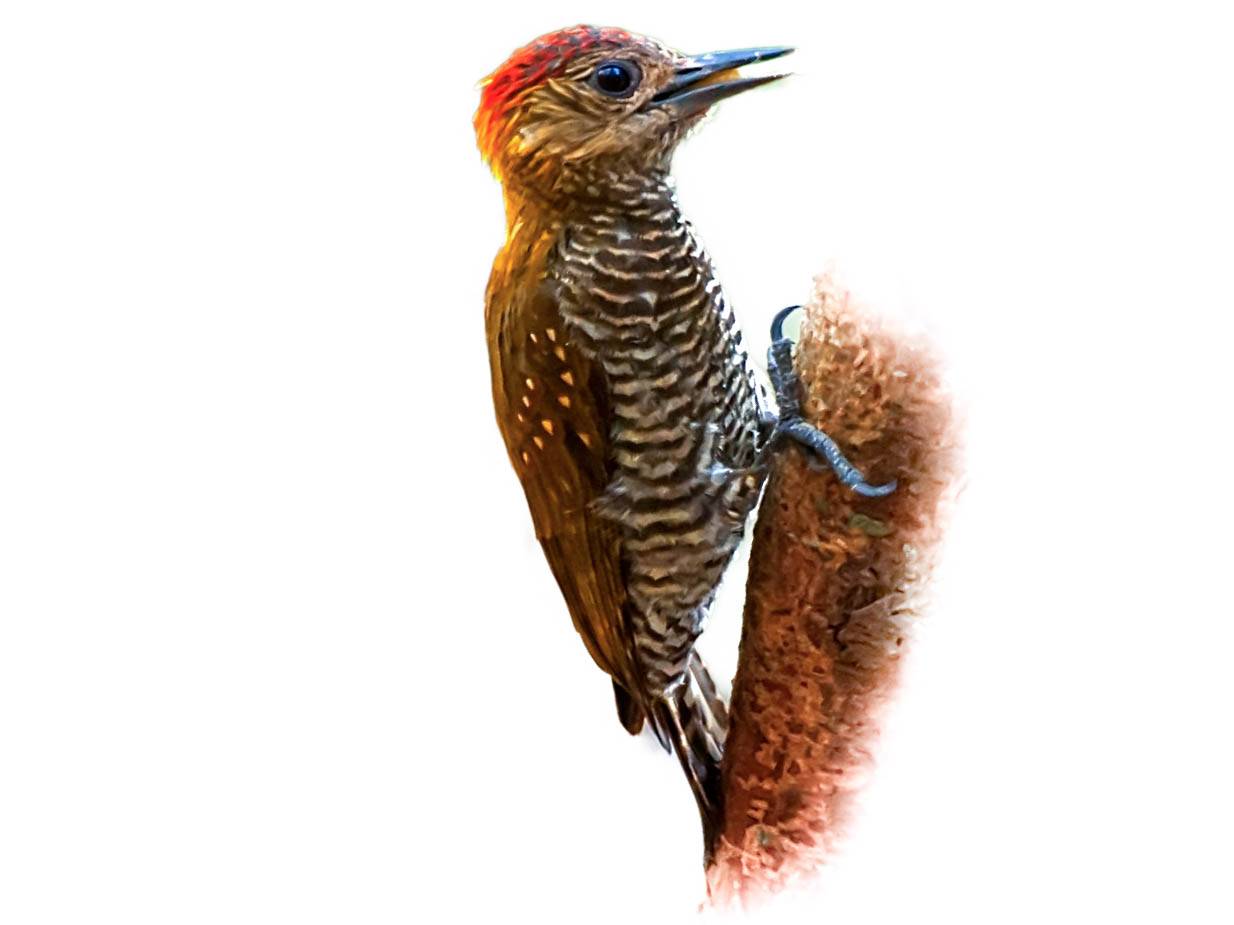 A photo of a Red-stained Woodpecker (Veniliornis affinis), male