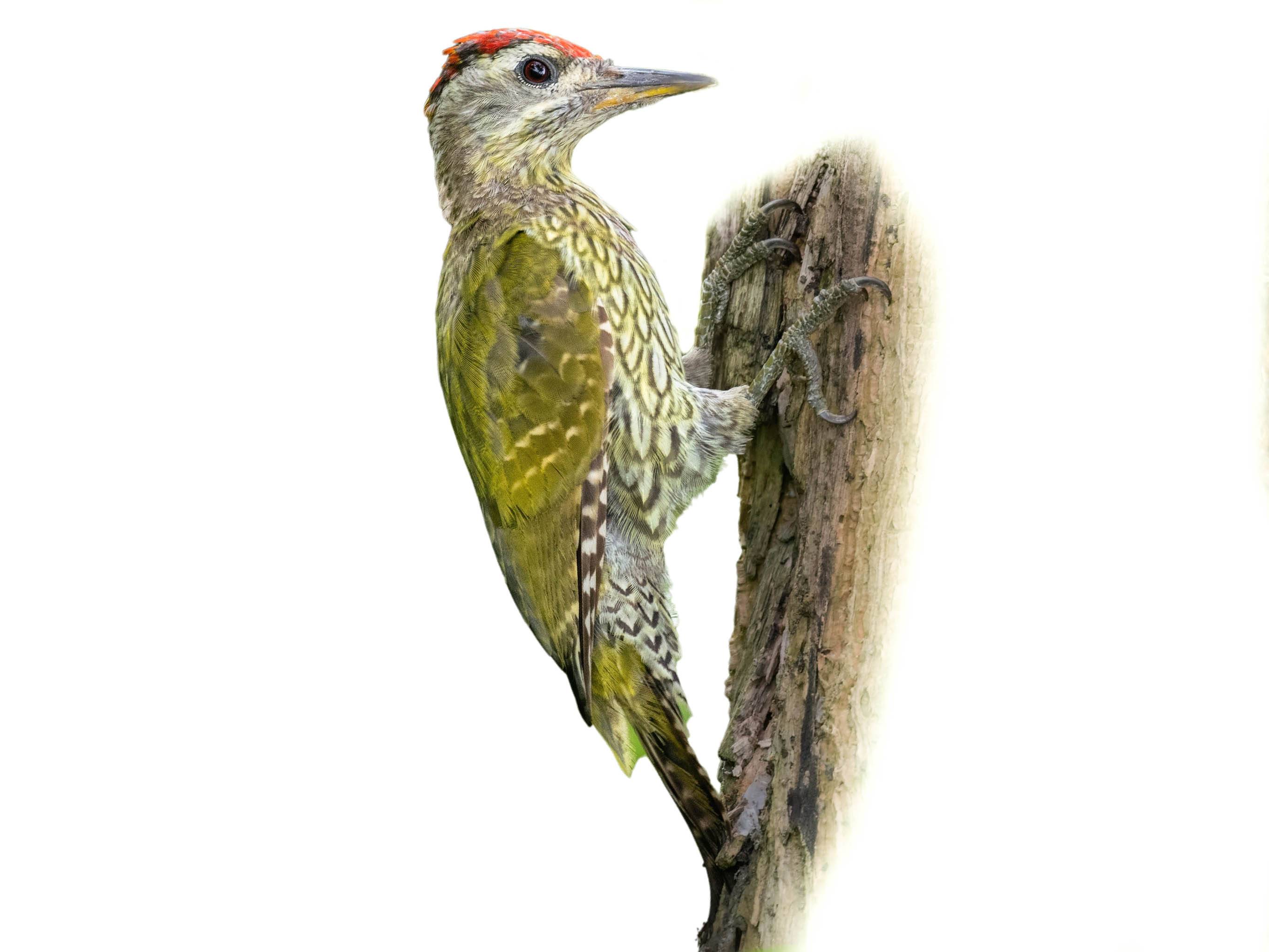 A photo of a Streak-throated Woodpecker (Picus xanthopygaeus), male