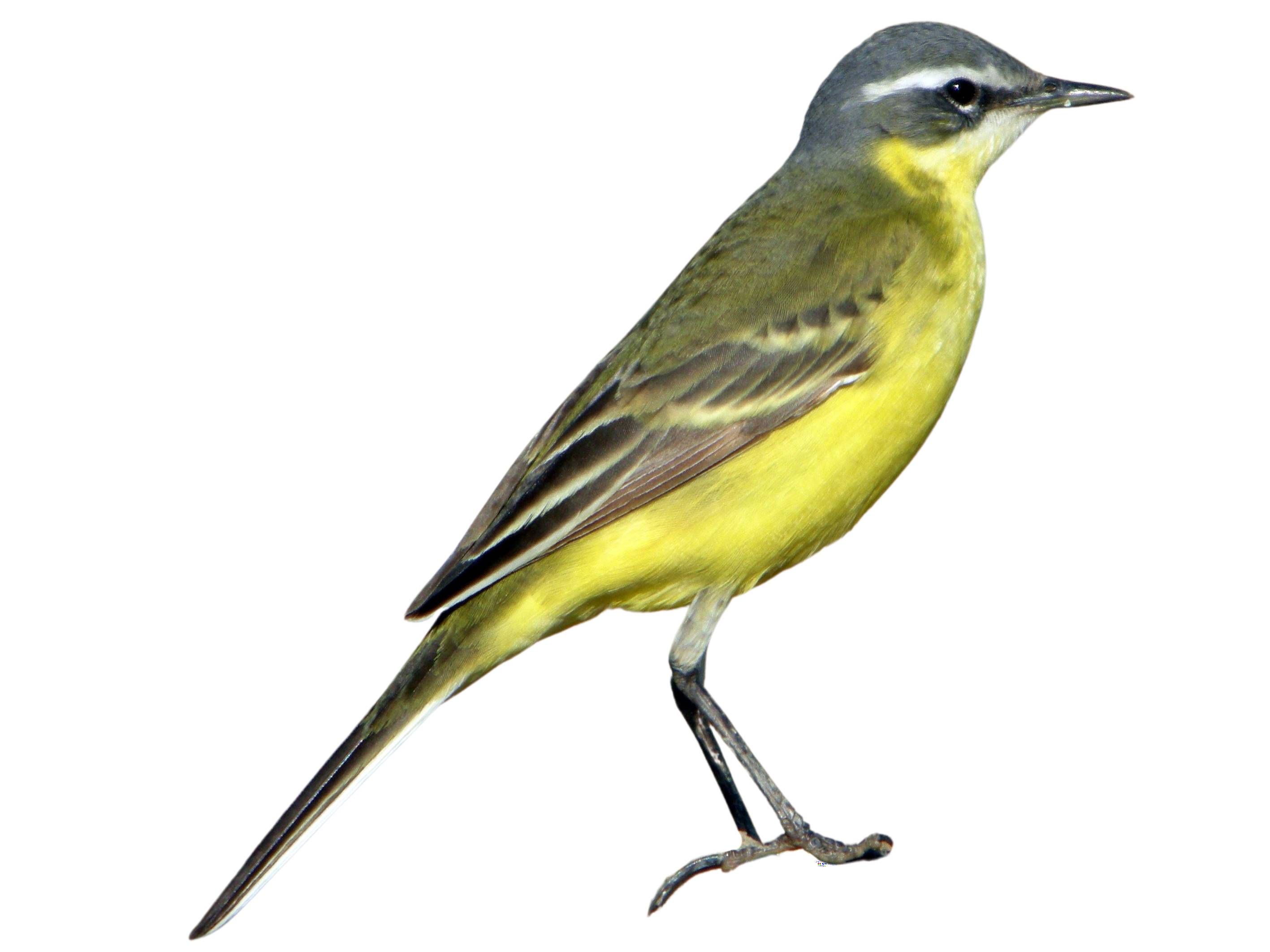 A photo of a Eastern Yellow Wagtail (Motacilla tschutschensis), male