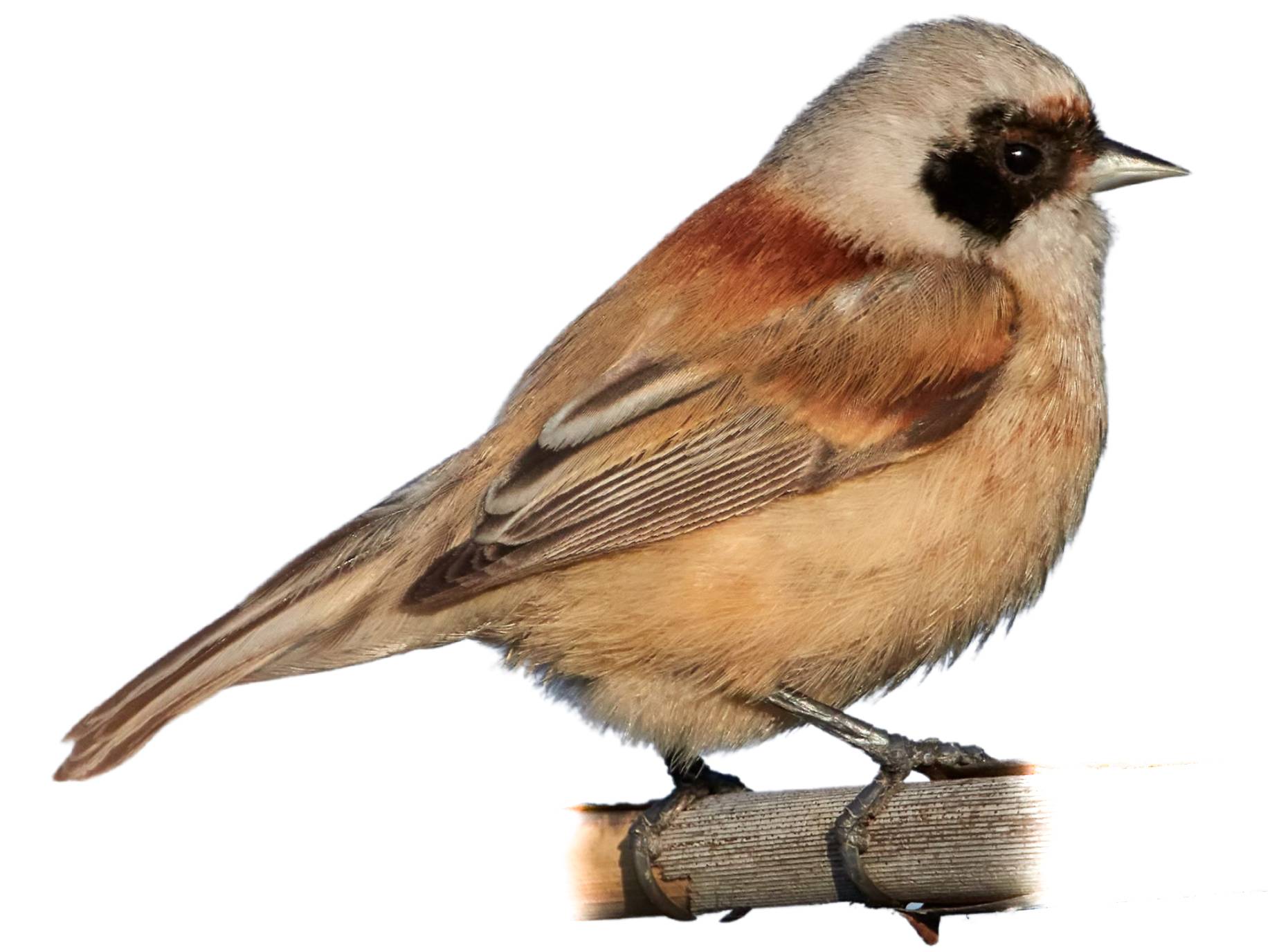 A photo of a Eurasian Penduline Tit (Remiz pendulinus), male