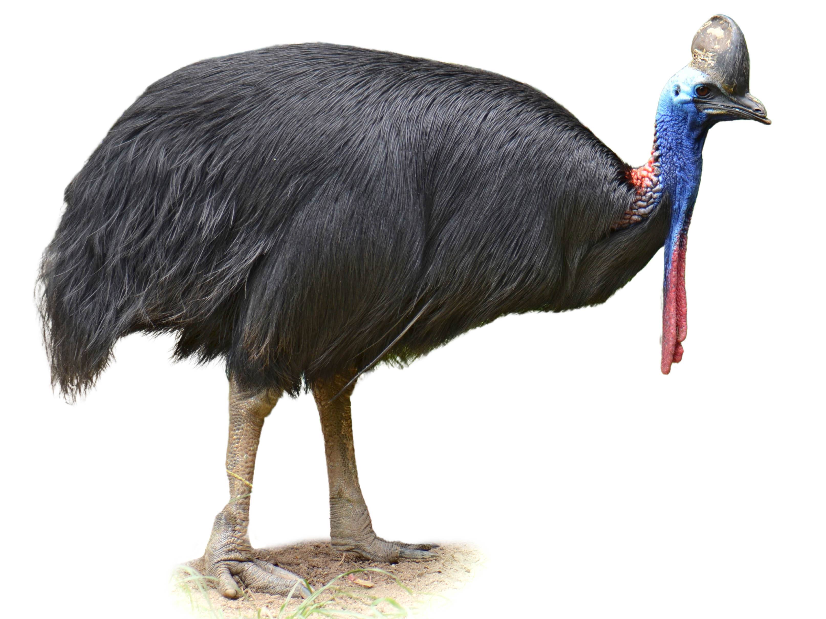 Cassowaries, Emu (Australasia) Species Guide - Birda
