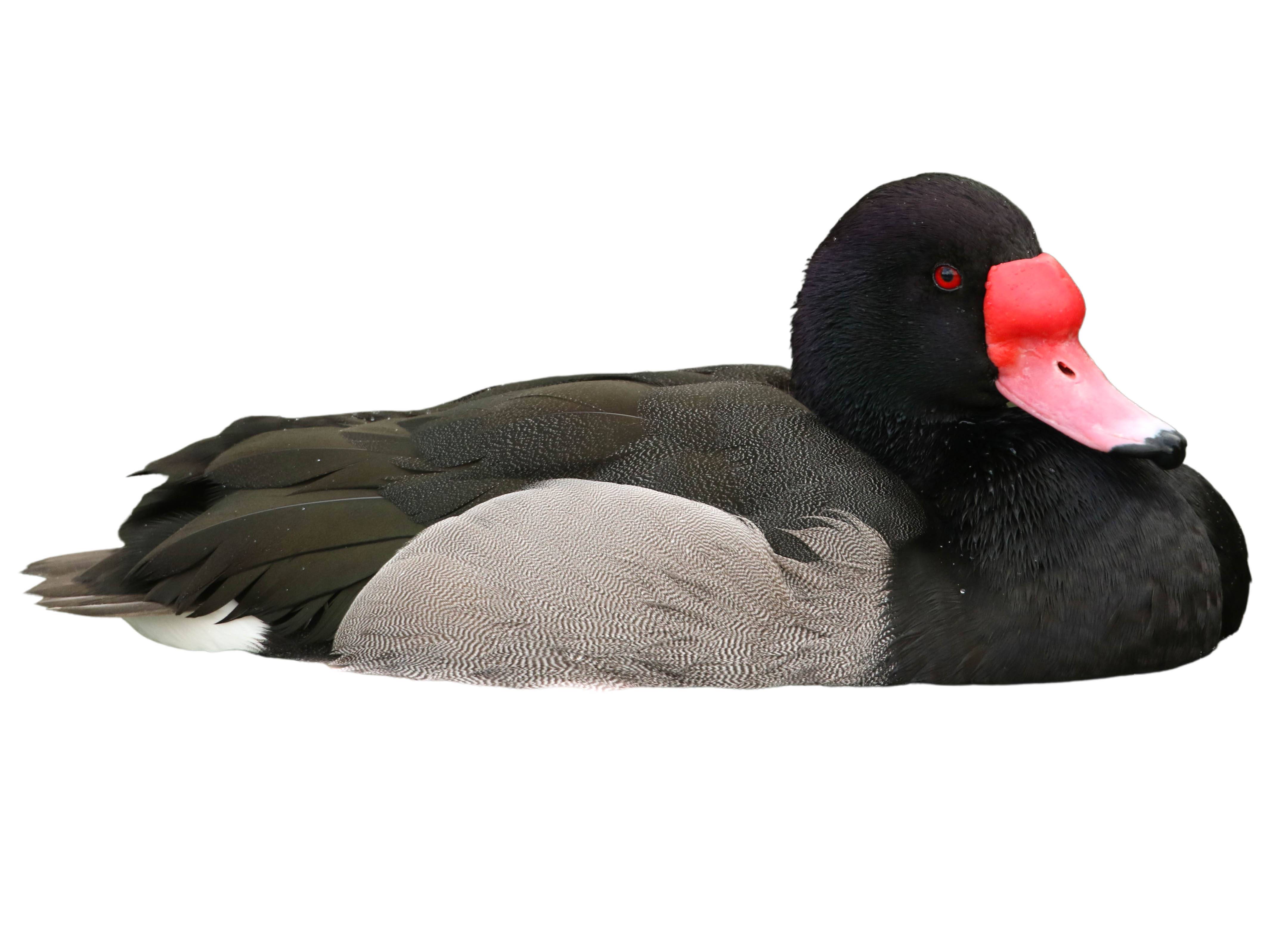 A photo of a Rosy-billed Pochard (Netta peposaca), male