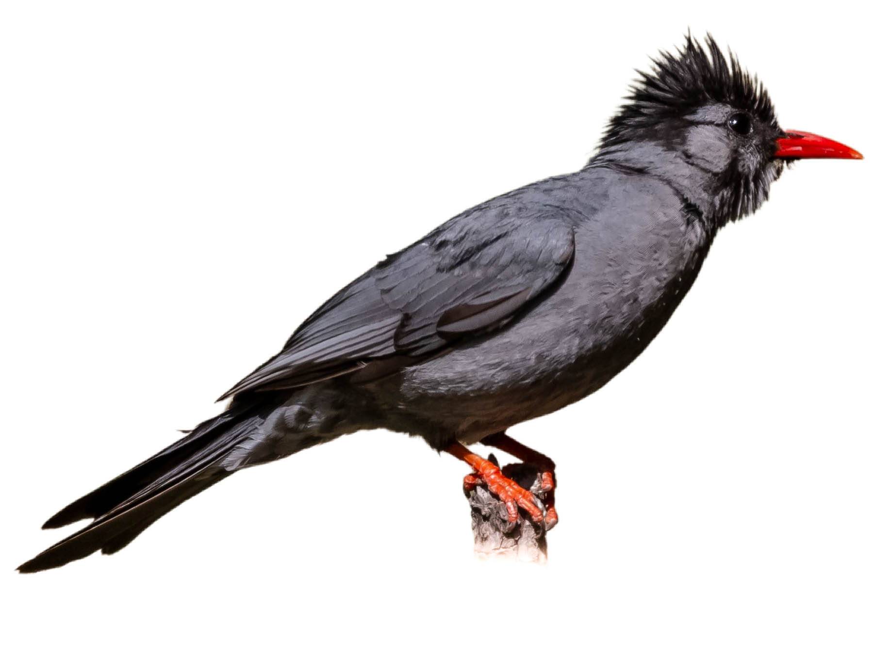 A photo of a Black Bulbul (Hypsipetes leucocephalus)