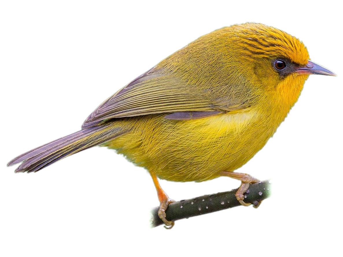 A photo of a Golden Babbler (Cyanoderma chrysaeum)