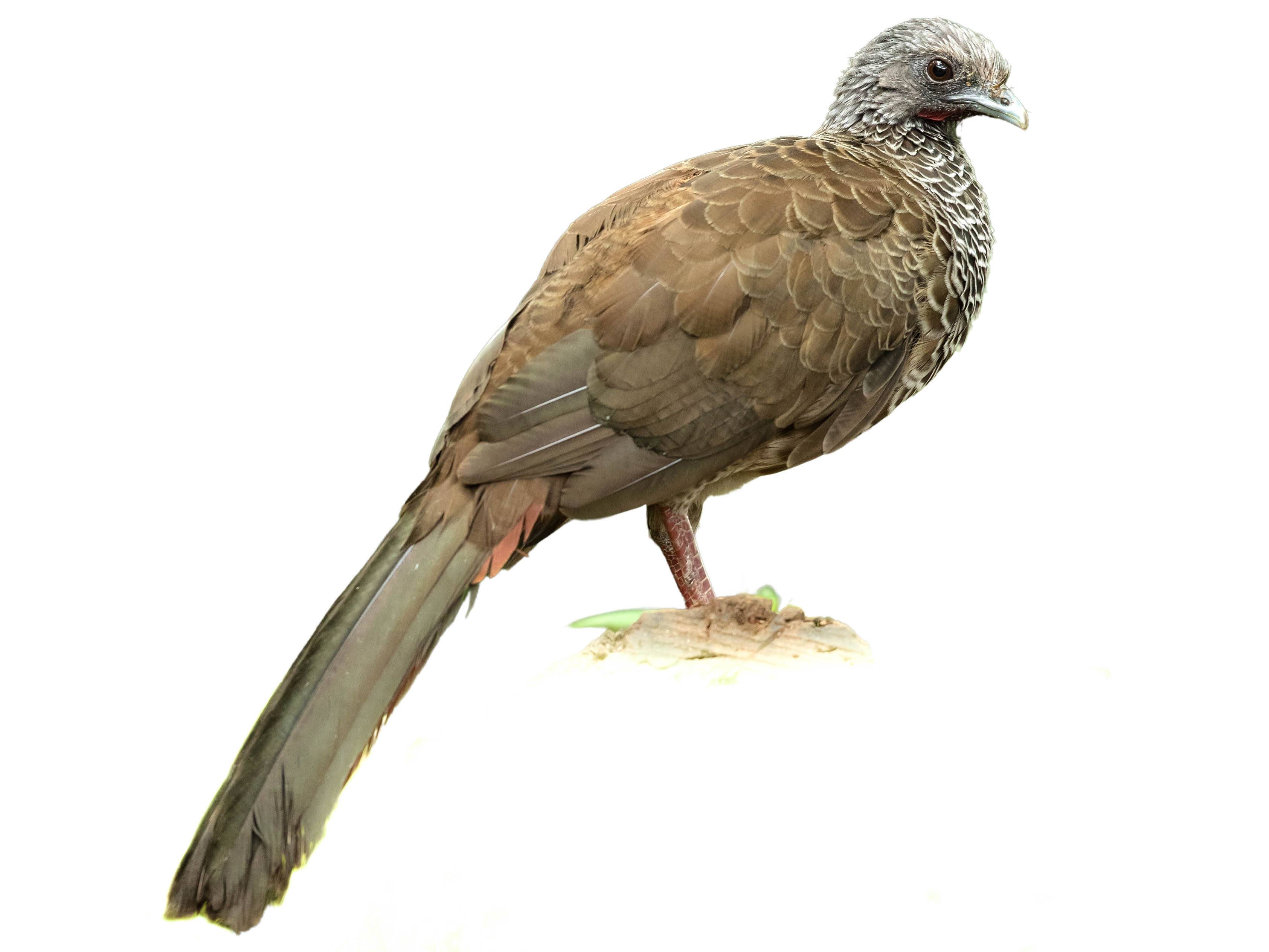 A photo of a Colombian Chachalaca (Ortalis columbiana)