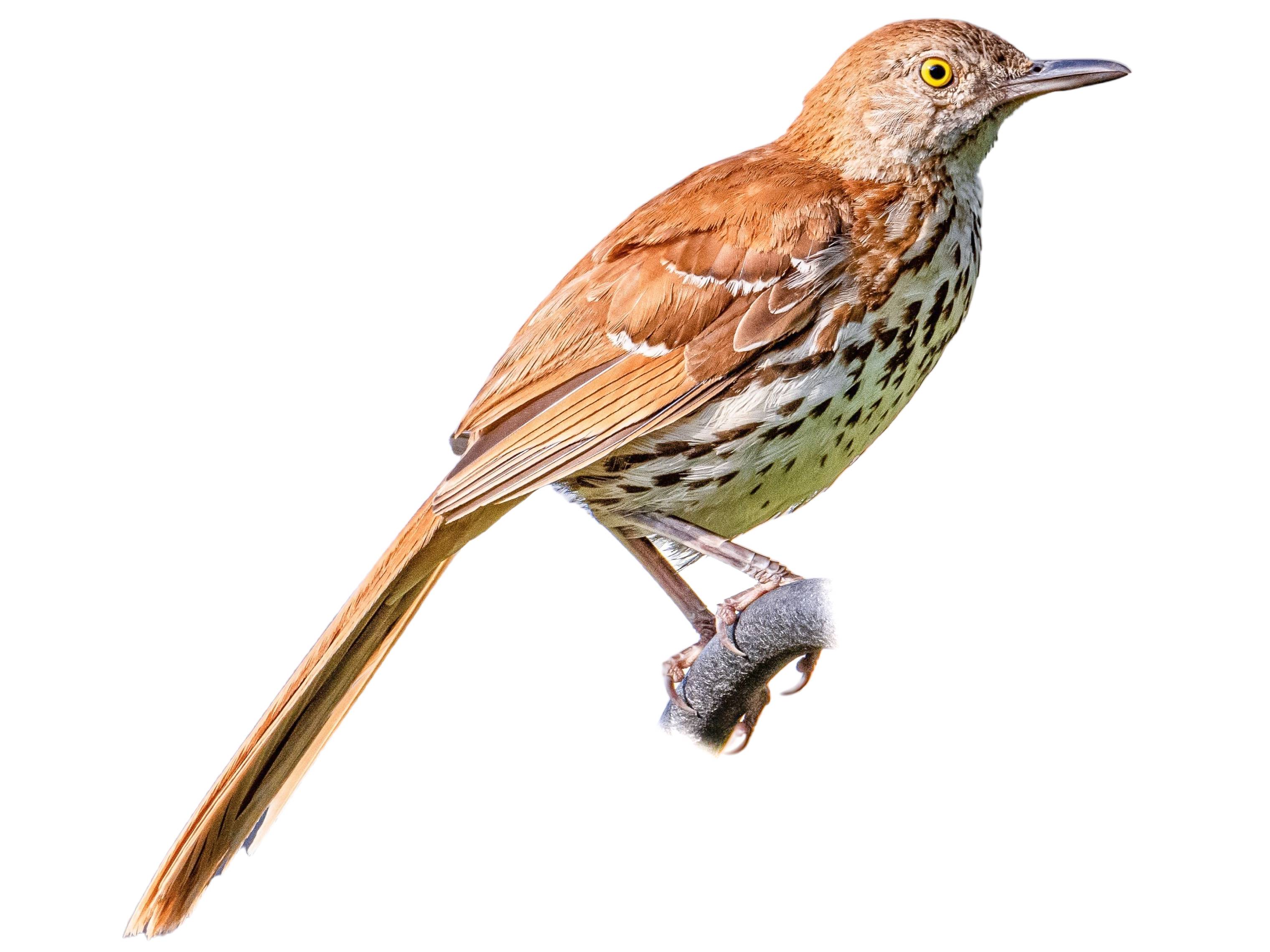 A photo of a Brown Thrasher (Toxostoma rufum)