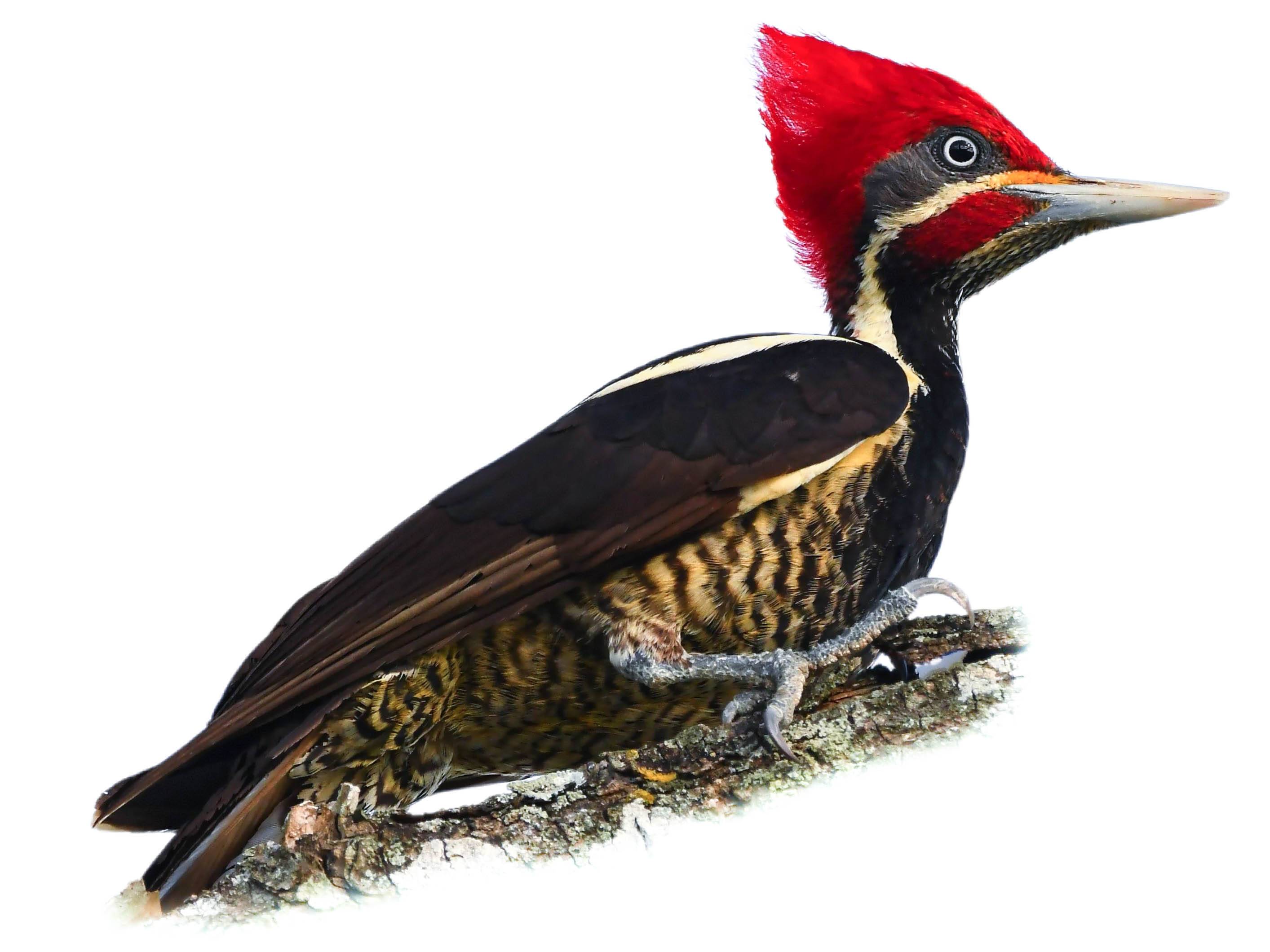 A photo of a Lineated Woodpecker (Dryocopus lineatus), male