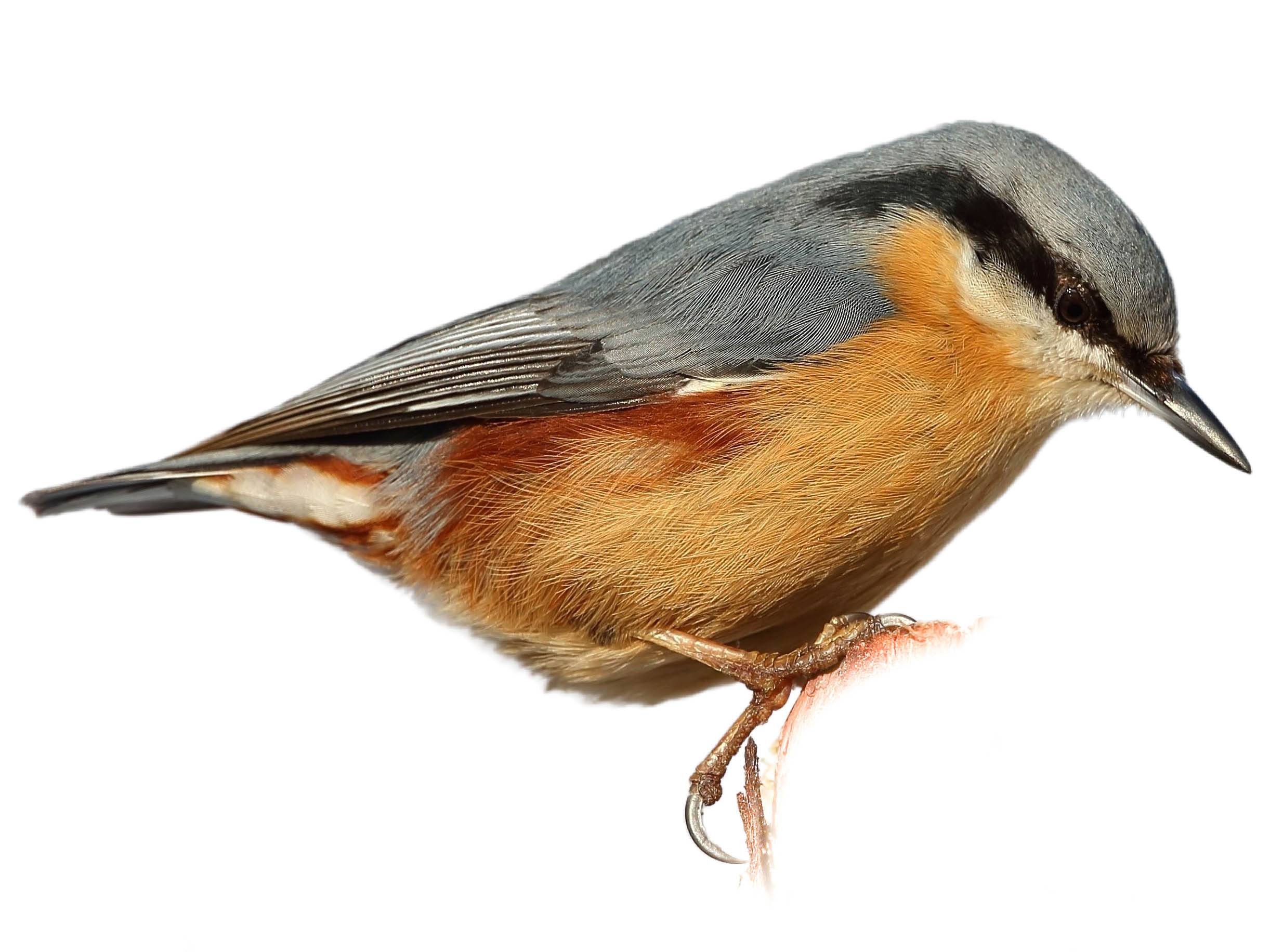 A photo of a Eurasian Nuthatch (Sitta europaea), male