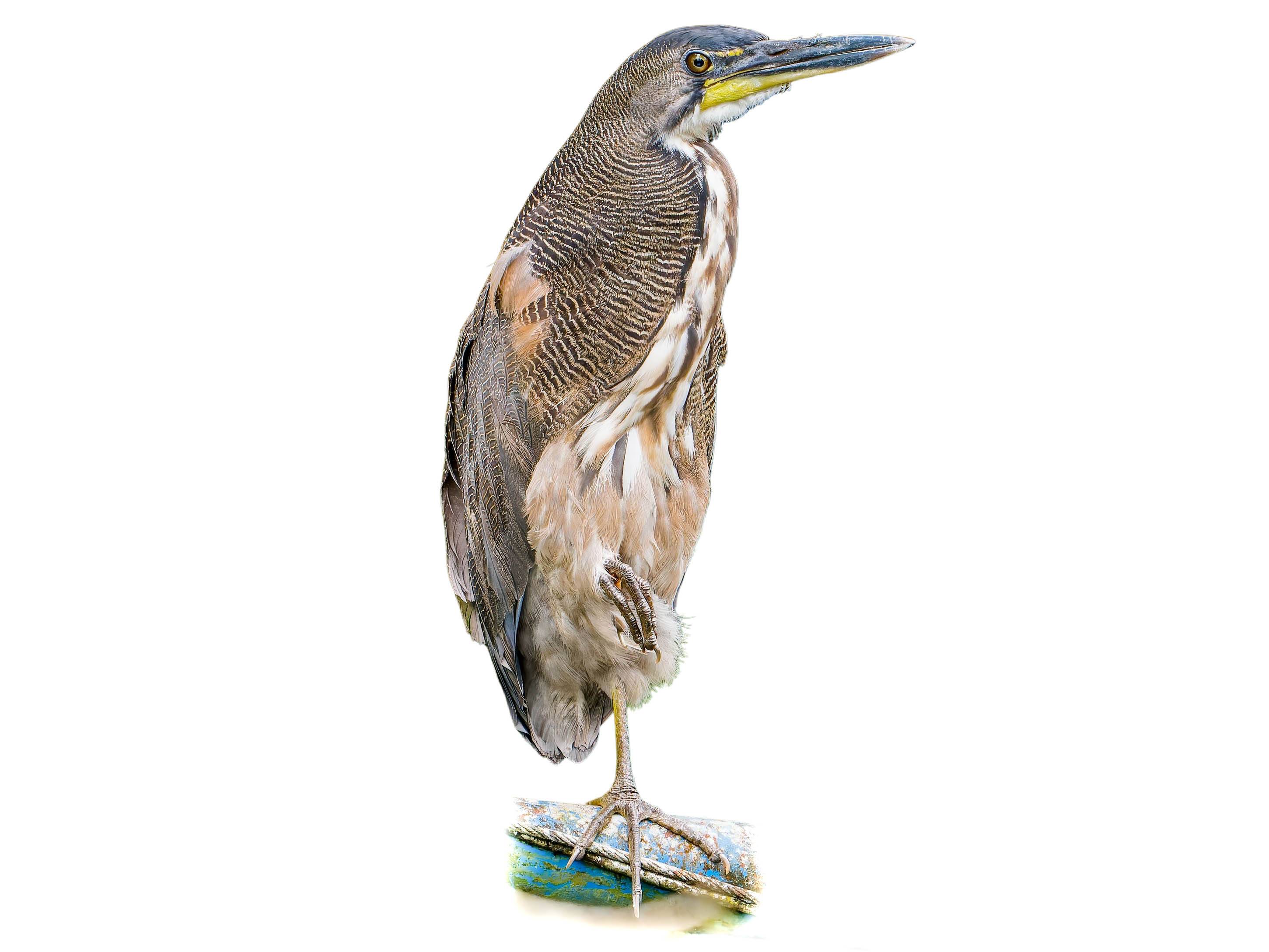 A photo of a Fasciated Tiger Heron (Tigrisoma fasciatum)