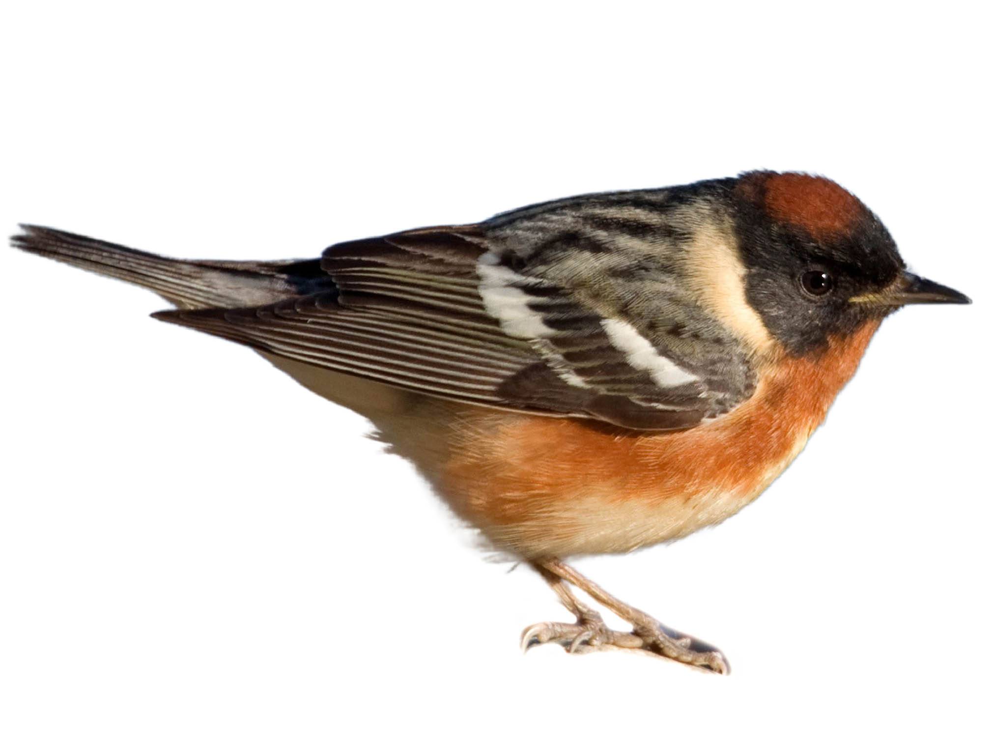 A photo of a Bay-breasted Warbler (Setophaga castanea), male