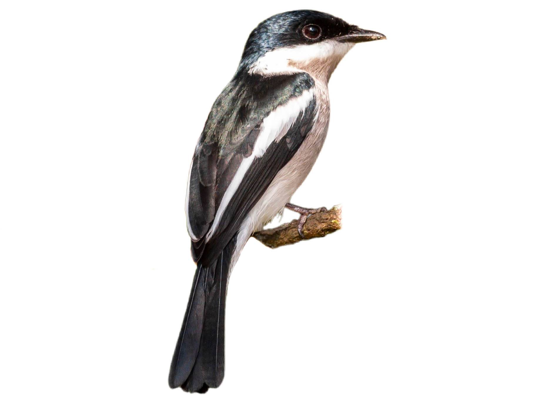 A photo of a Bar-winged Flycatcher-shrike (Hemipus picatus)