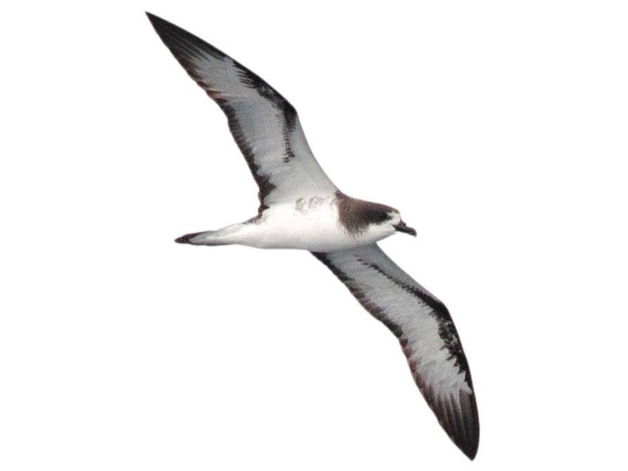 A photo of a Galapagos Petrel (Pterodroma phaeopygia)