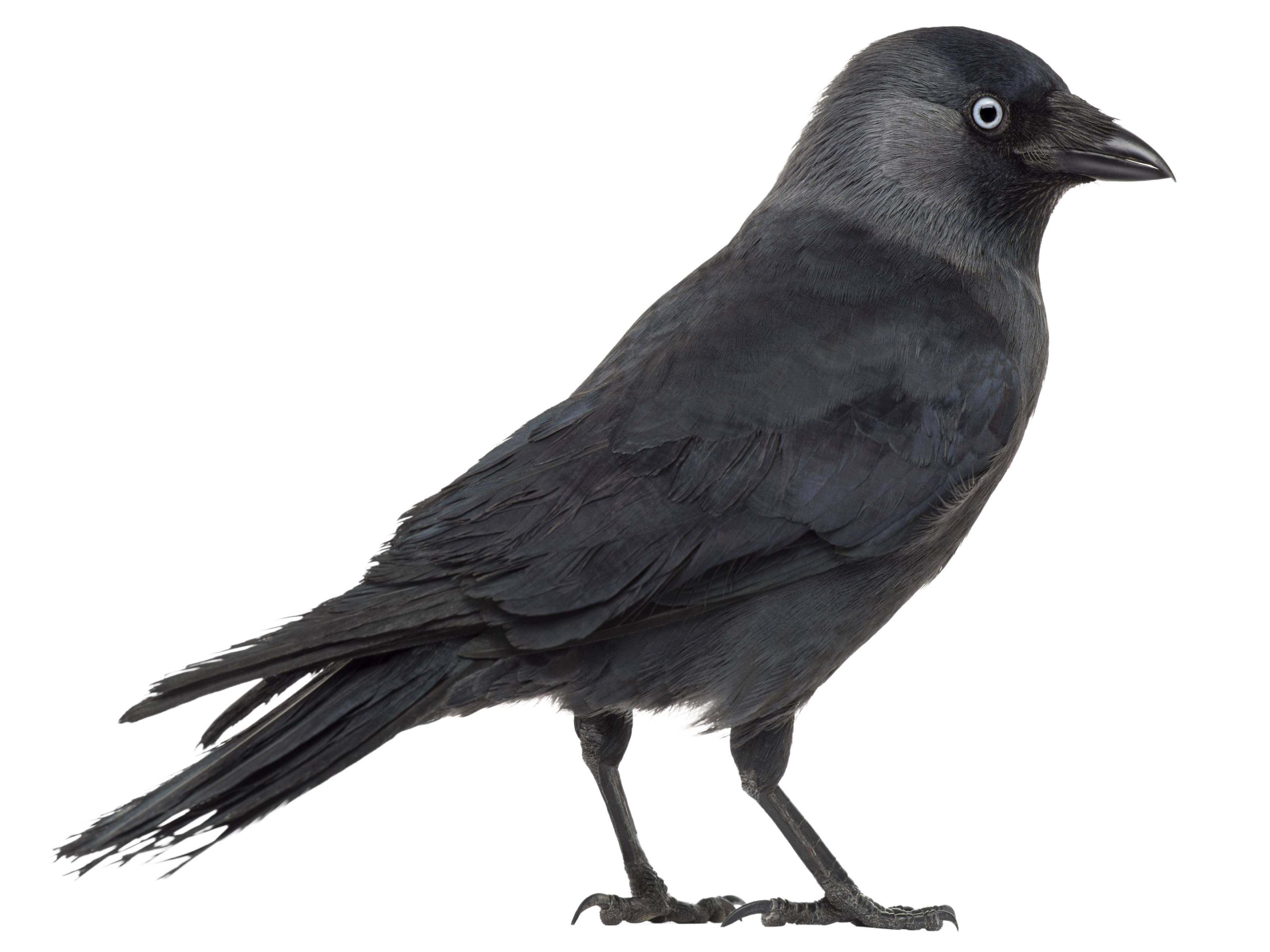 A photo of a Western Jackdaw (Coloeus monedula)