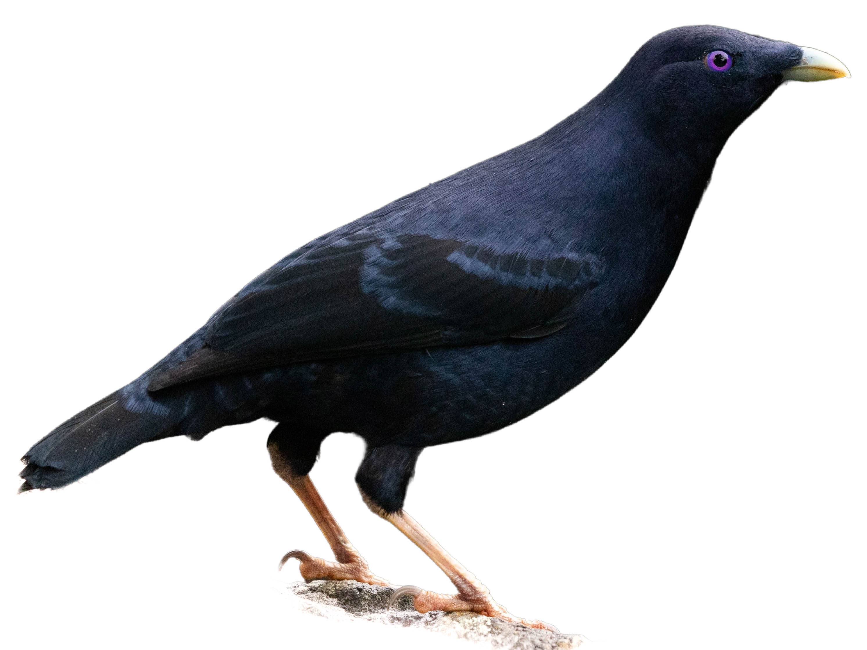 A photo of a Satin Bowerbird (Ptilonorhynchus violaceus), male