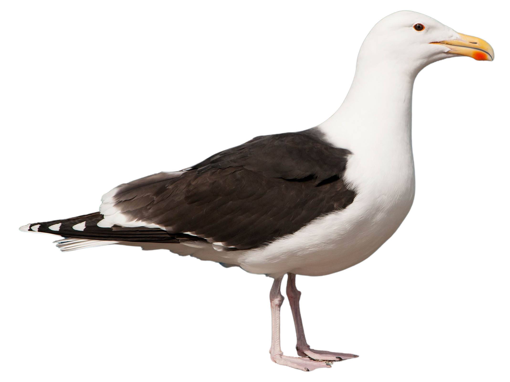 A photo of a Great Black-backed Gull (Larus marinus)