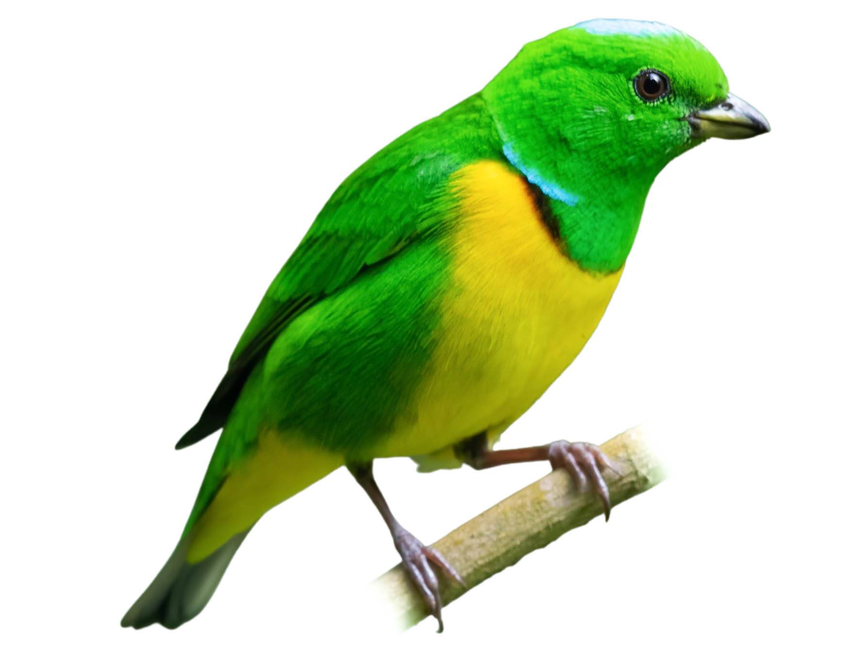 A photo of a Blue-crowned Chlorophonia (Chlorophonia occipitalis), male