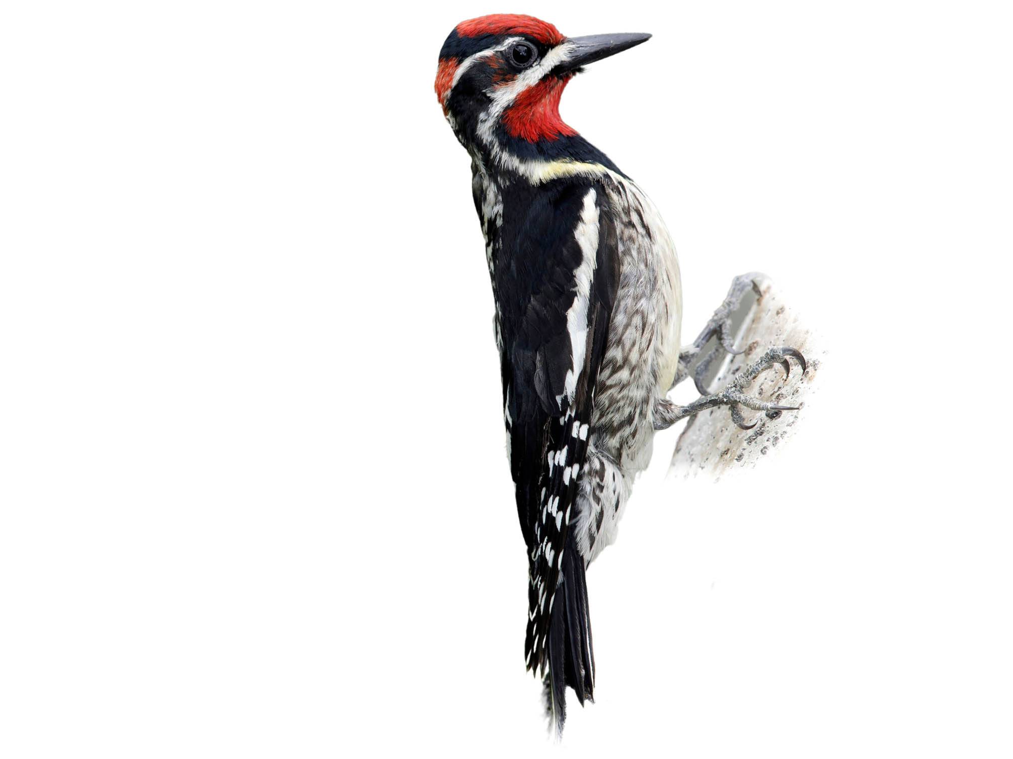 A photo of a Red-naped Sapsucker (Sphyrapicus nuchalis), male