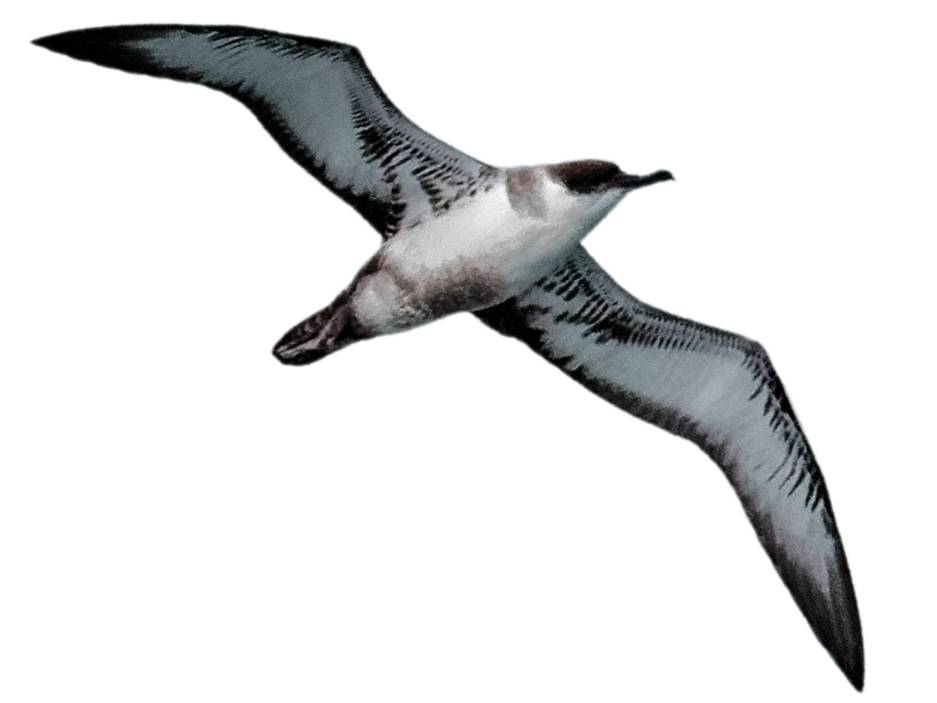 A photo of a Great Shearwater (Ardenna gravis)