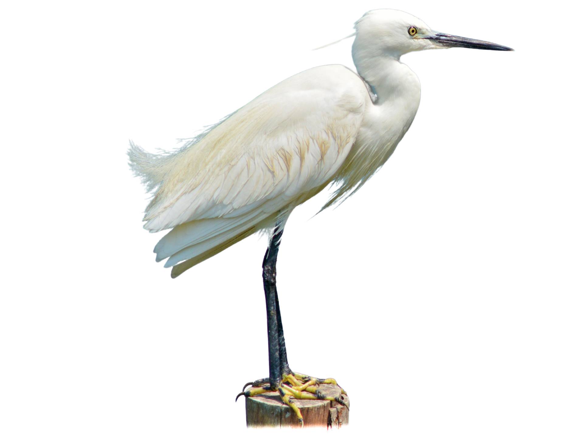 A photo of a Little Egret (Egretta garzetta)