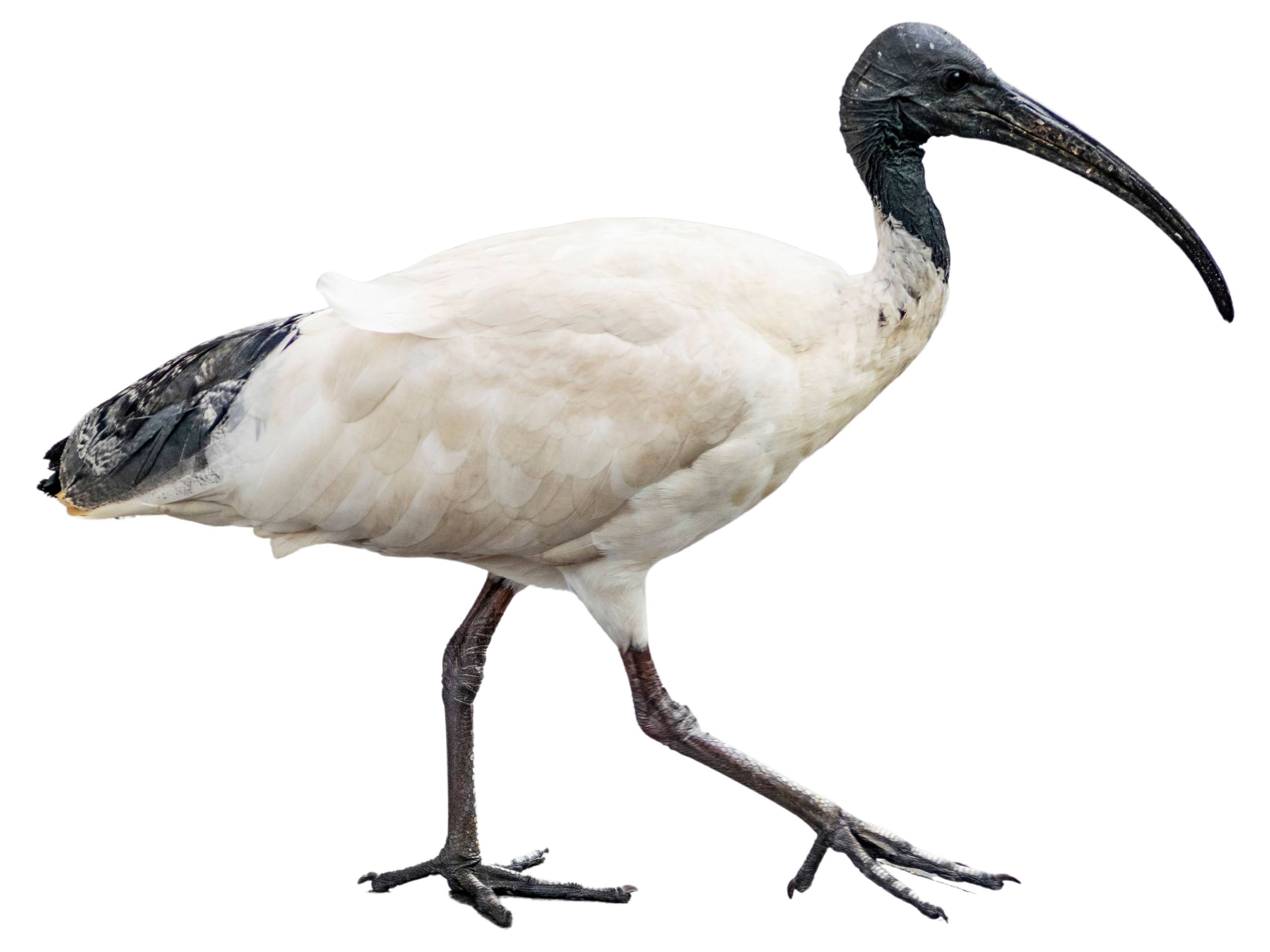 A photo of a Australian White Ibis (Threskiornis molucca)