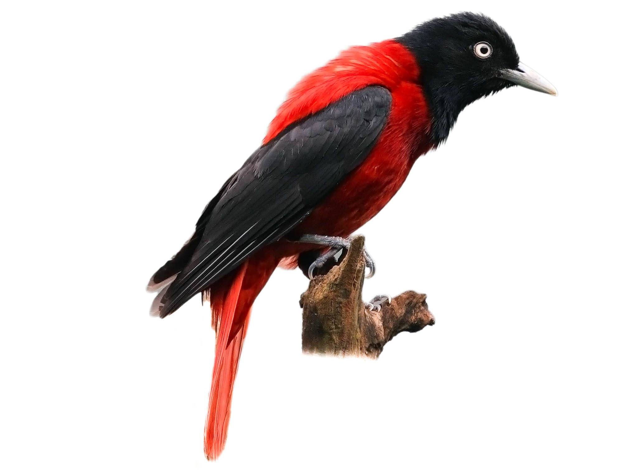 A photo of a Maroon Oriole (Oriolus traillii), male