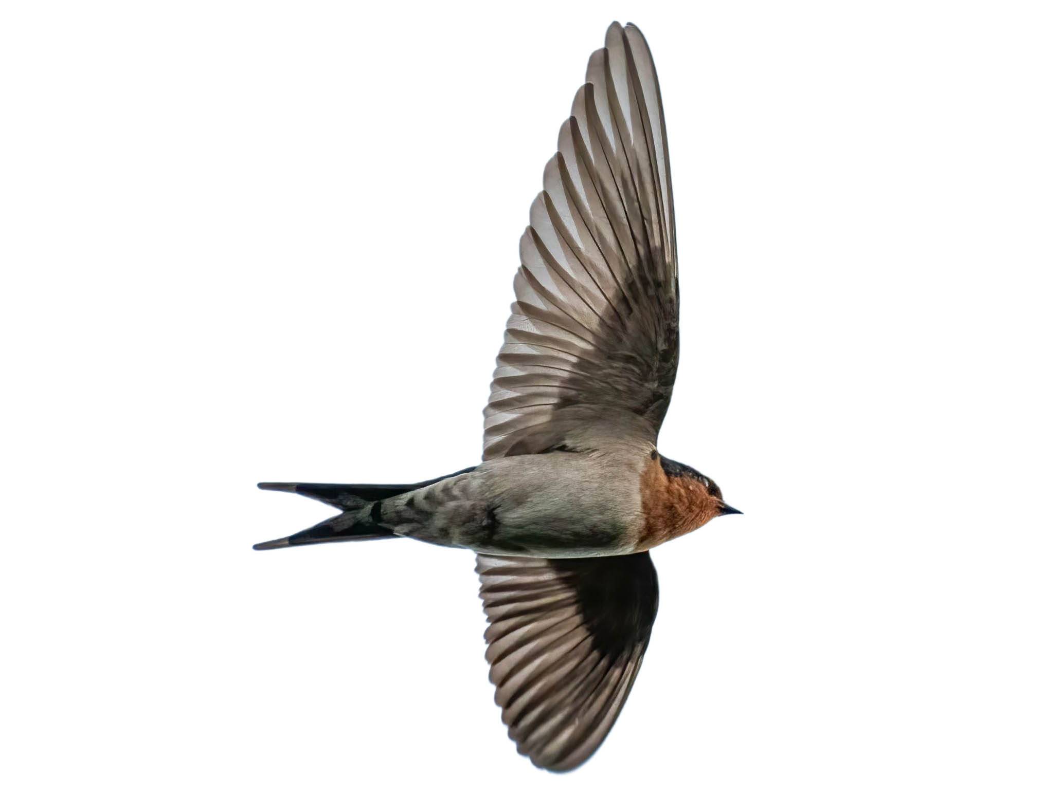 A photo of a Welcome Swallow (Hirundo neoxena)