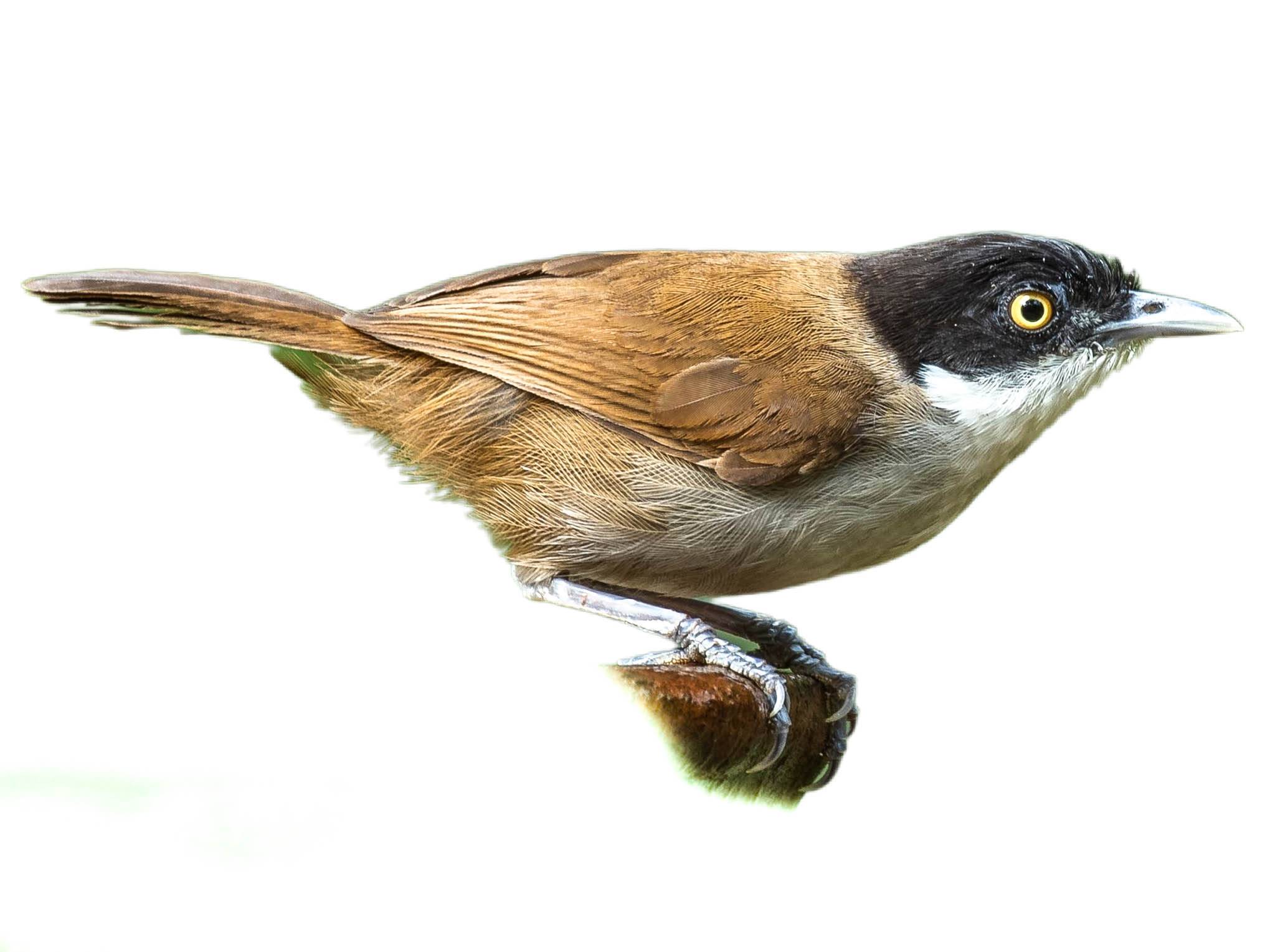 A photo of a Dark-fronted Babbler (Dumetia atriceps)