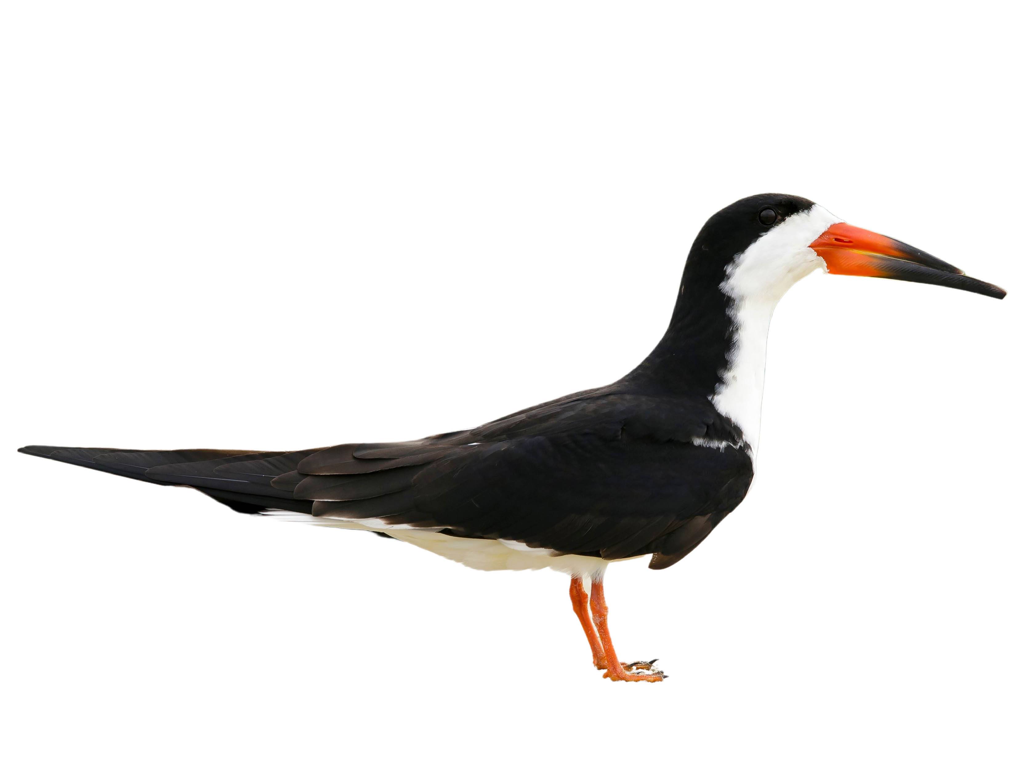 A photo of a Black Skimmer (Rynchops niger)