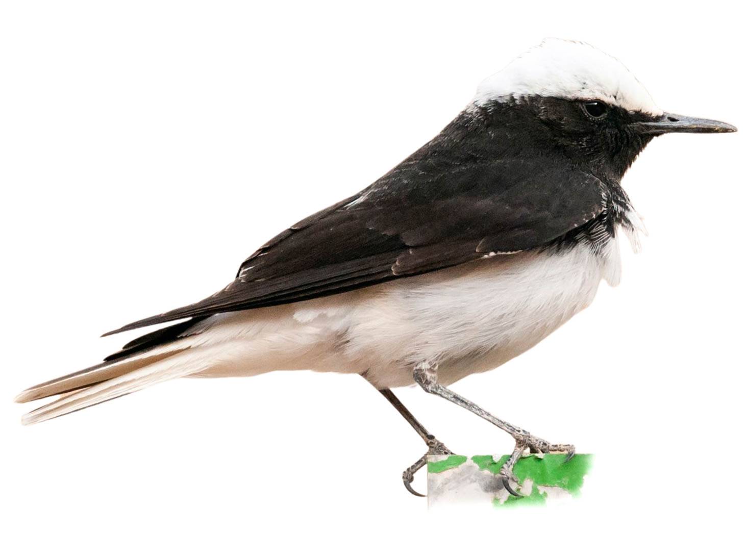 A photo of a Hooded Wheatear (Oenanthe monacha), male