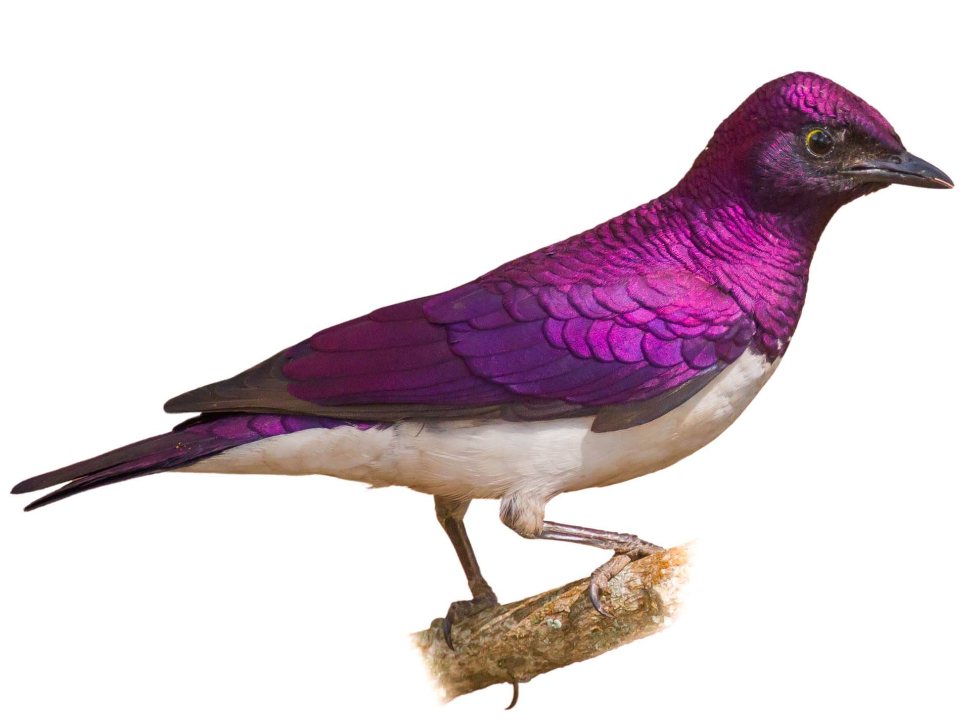 A photo of a Violet-backed Starling (Cinnyricinclus leucogaster), male