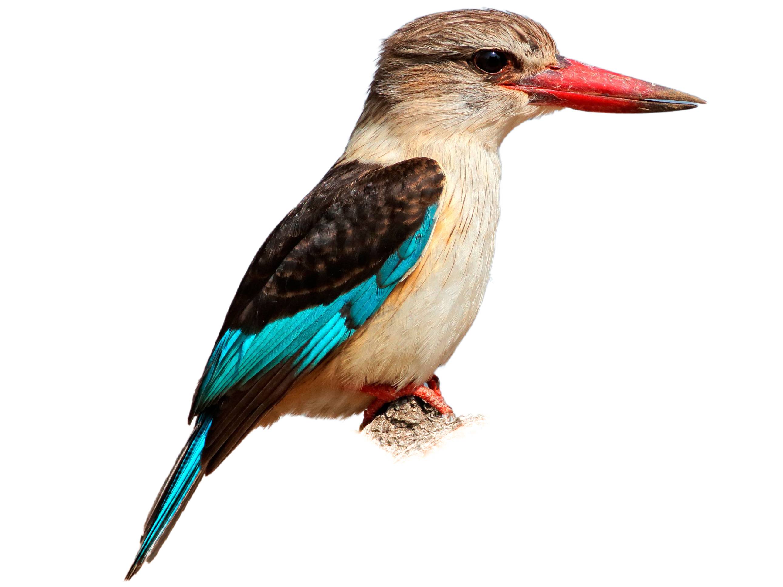 A photo of a Brown-hooded Kingfisher (Halcyon albiventris)