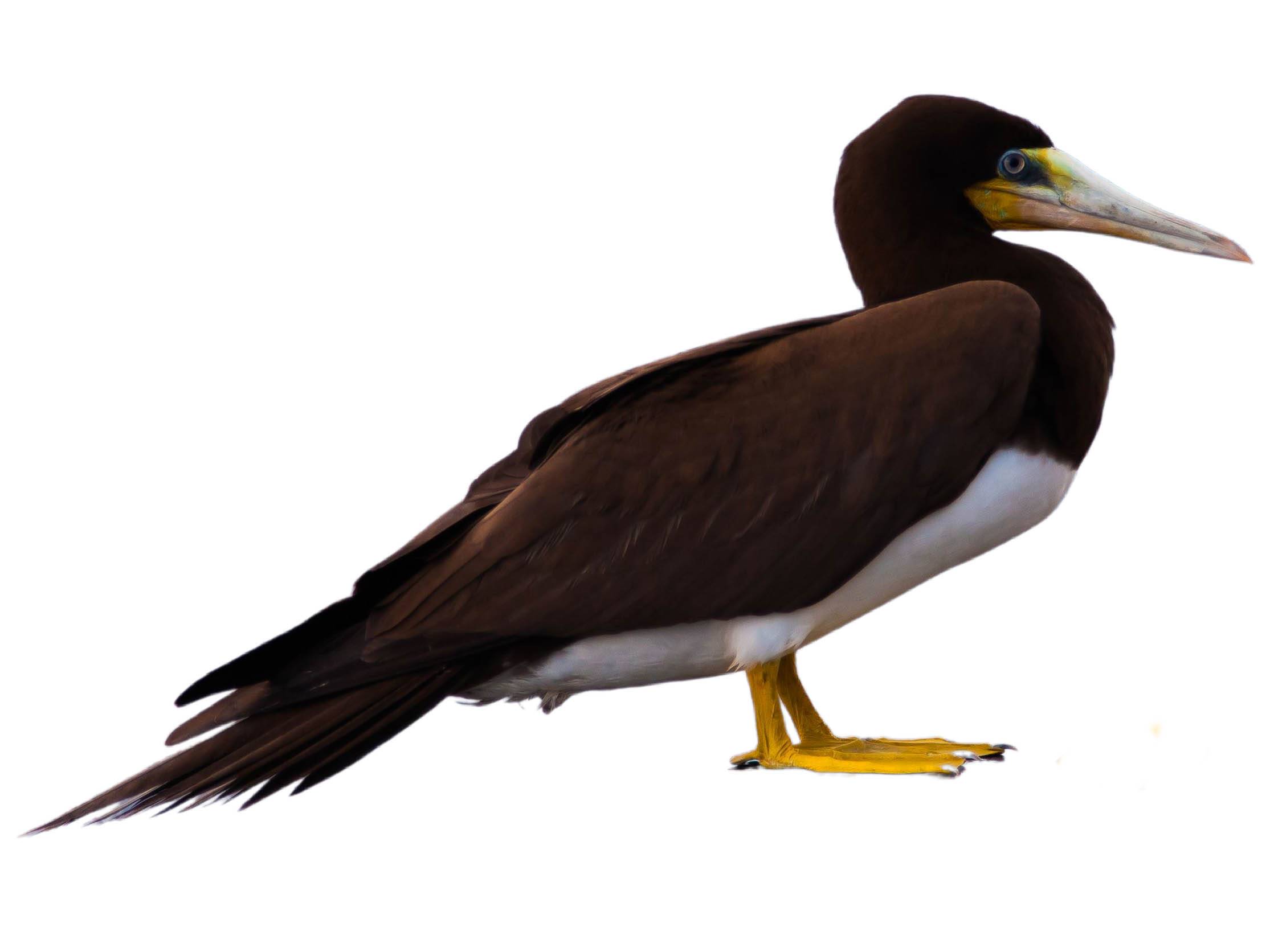 A photo of a Brown Booby (Sula leucogaster)