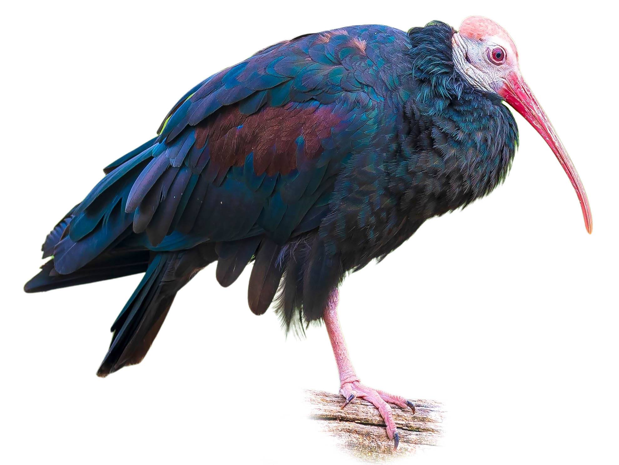 A photo of a Southern Bald Ibis (Geronticus calvus)