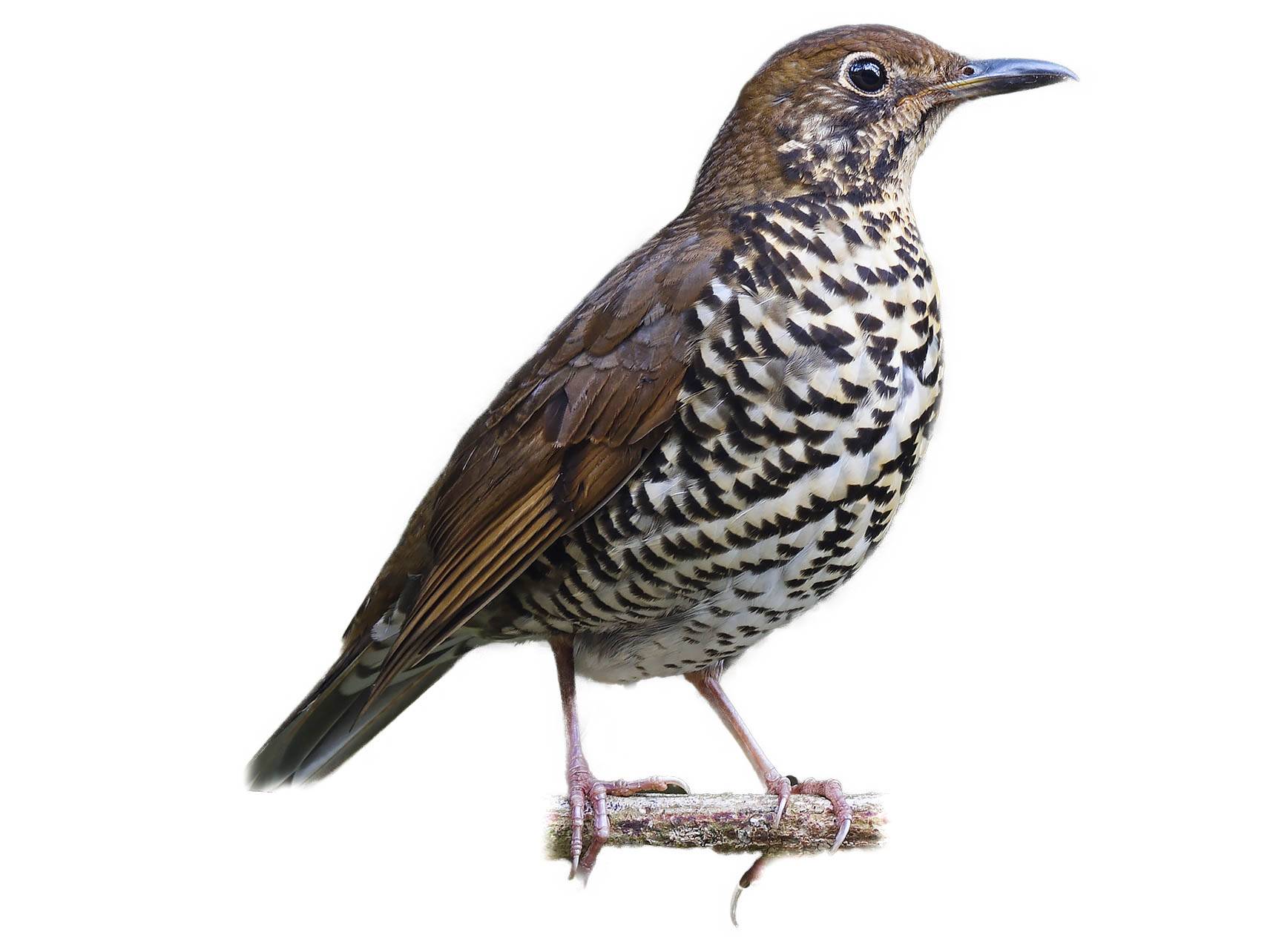 A photo of a Himalayan Thrush (Zoothera salimalii)