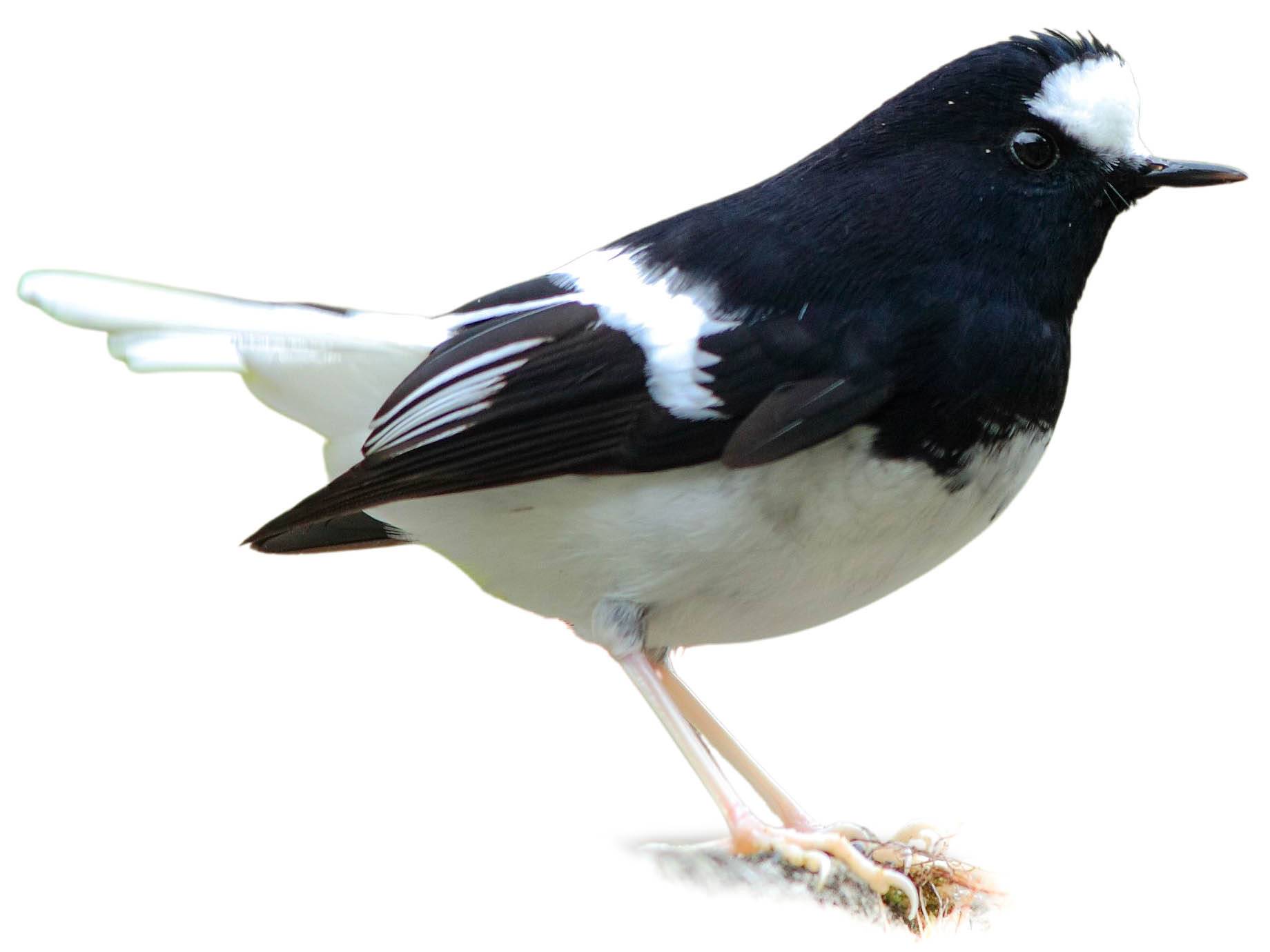 A photo of a Little Forktail (Enicurus scouleri)