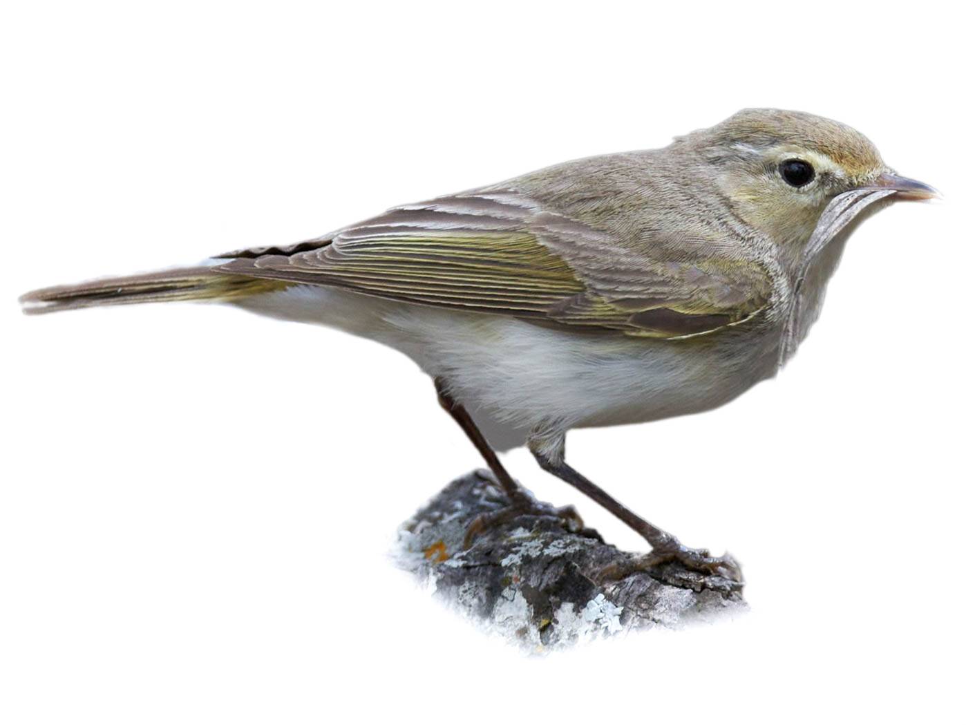 A photo of a Eastern Bonelli's Warbler (Phylloscopus orientalis)