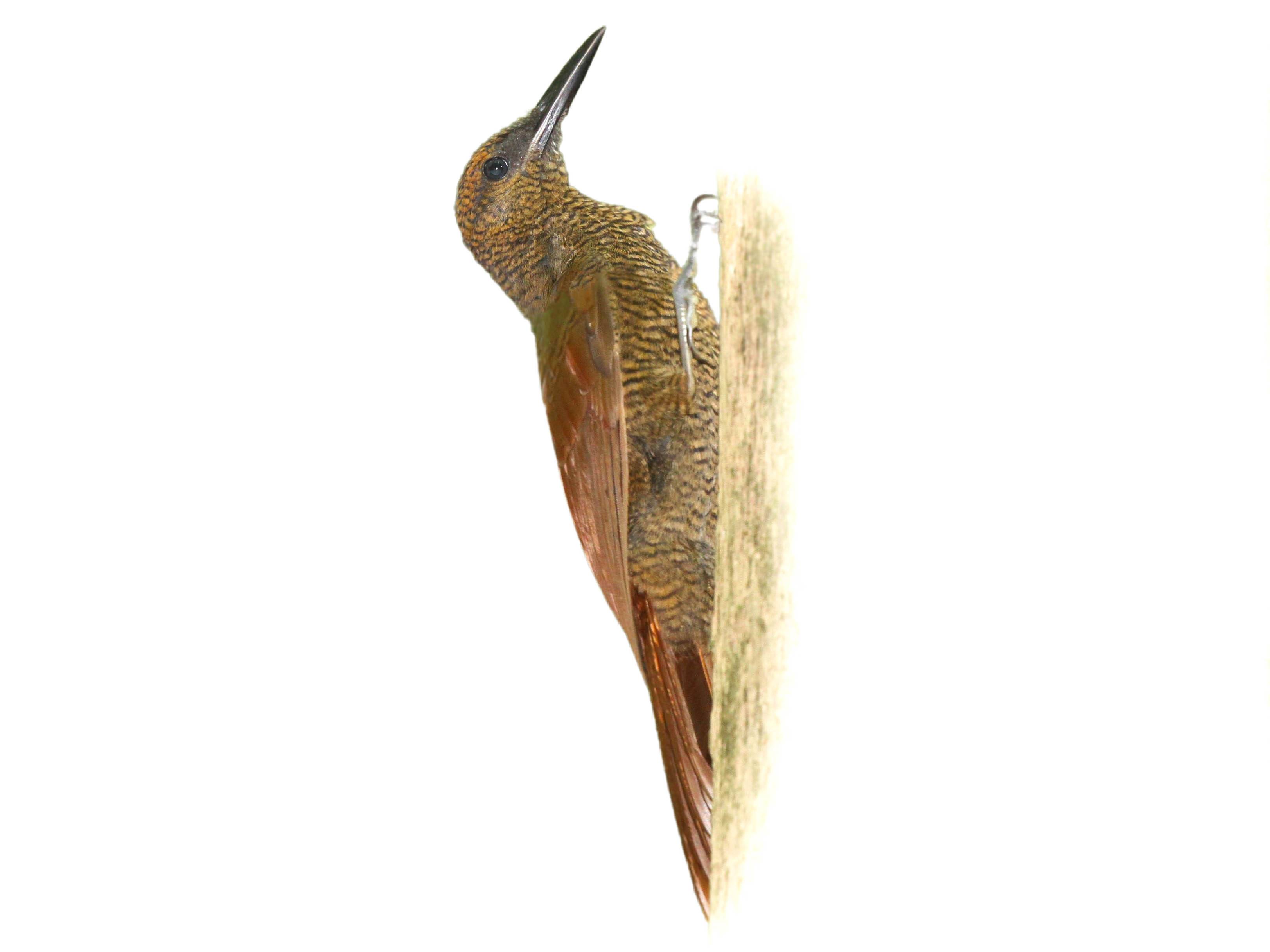 A photo of a Northern Barred Woodcreeper (Dendrocolaptes sanctithomae)