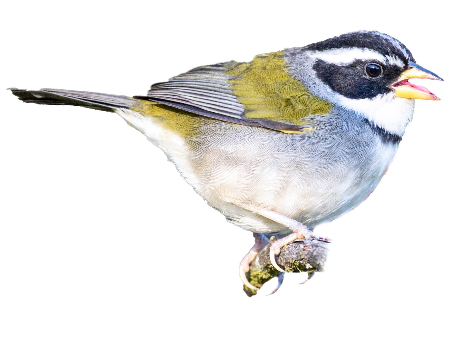 A photo of a Saffron-billed Sparrow (Arremon flavirostris)