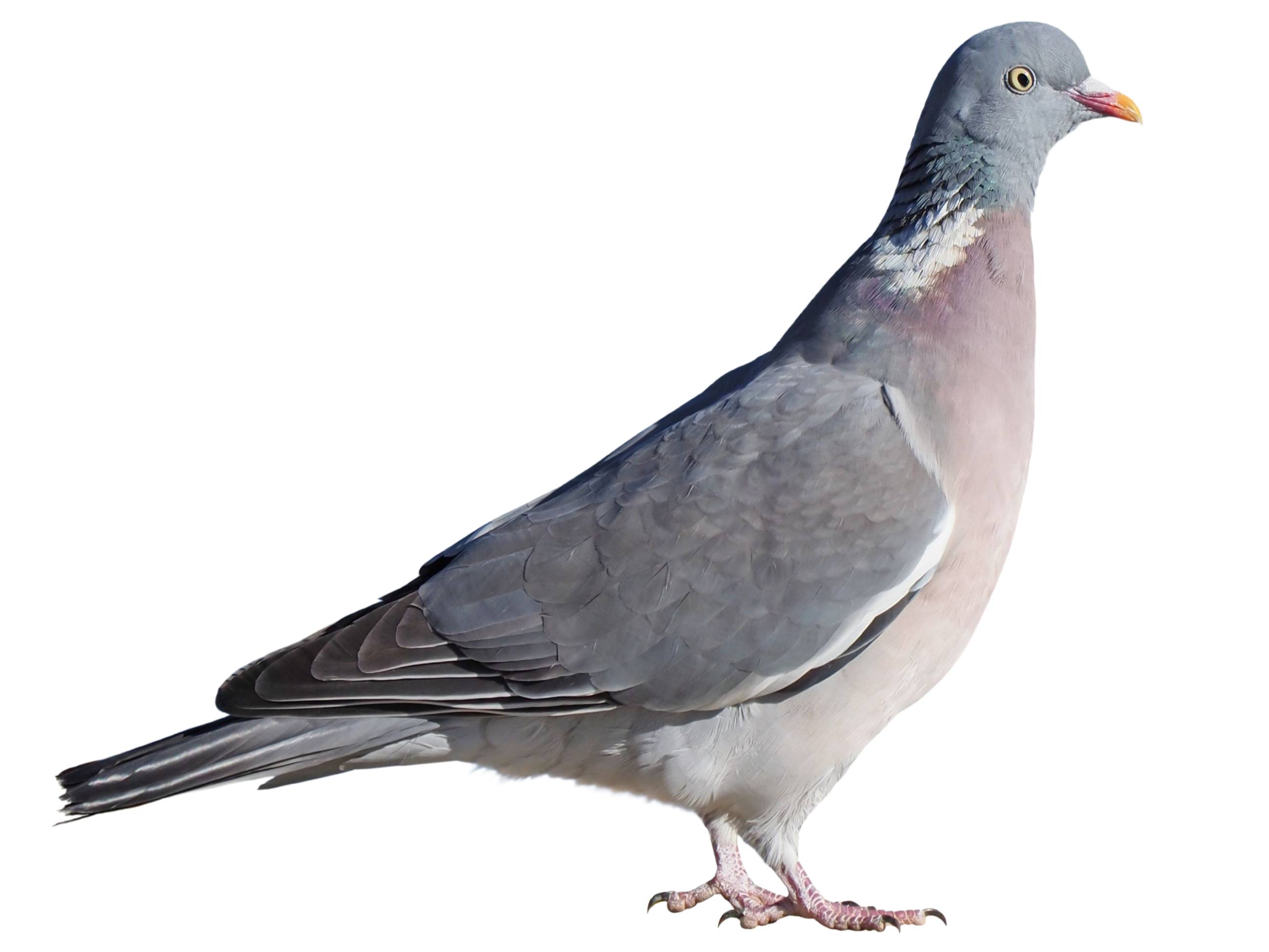 A photo of a Common Wood Pigeon (Columba palumbus)