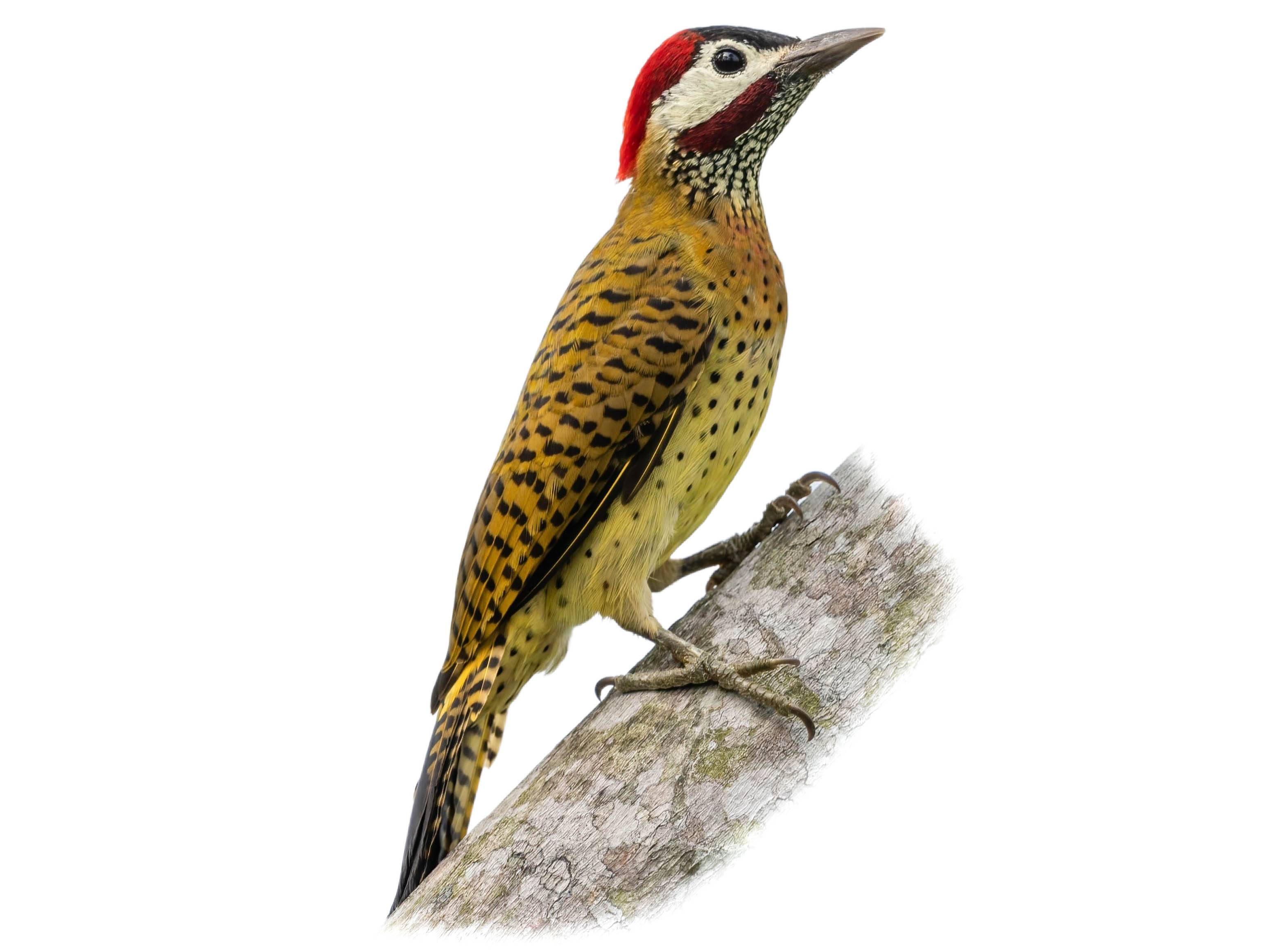 A photo of a Spot-breasted Woodpecker (Colaptes punctigula), male