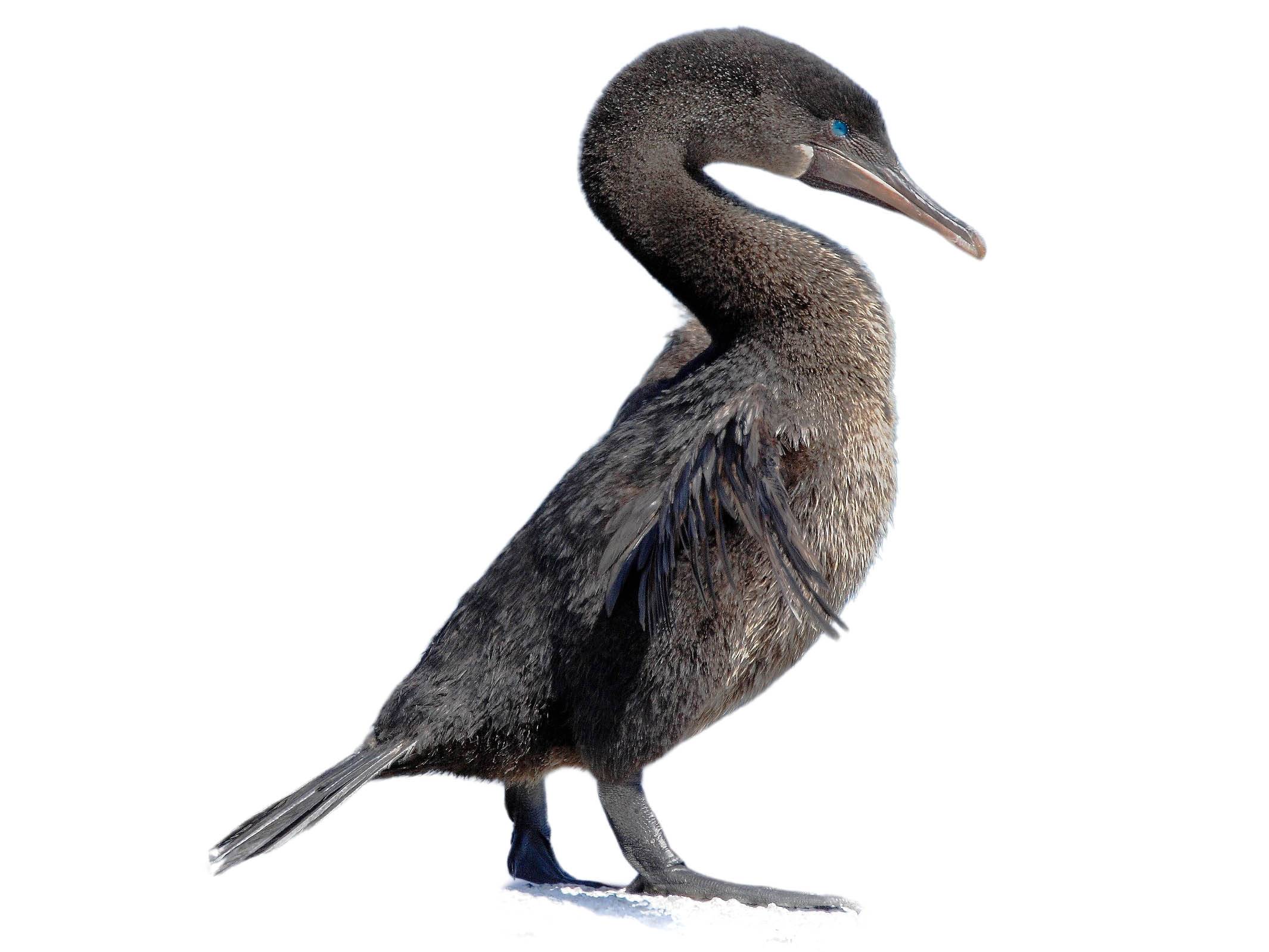 A photo of a Flightless Cormorant (Nannopterum harrisi)